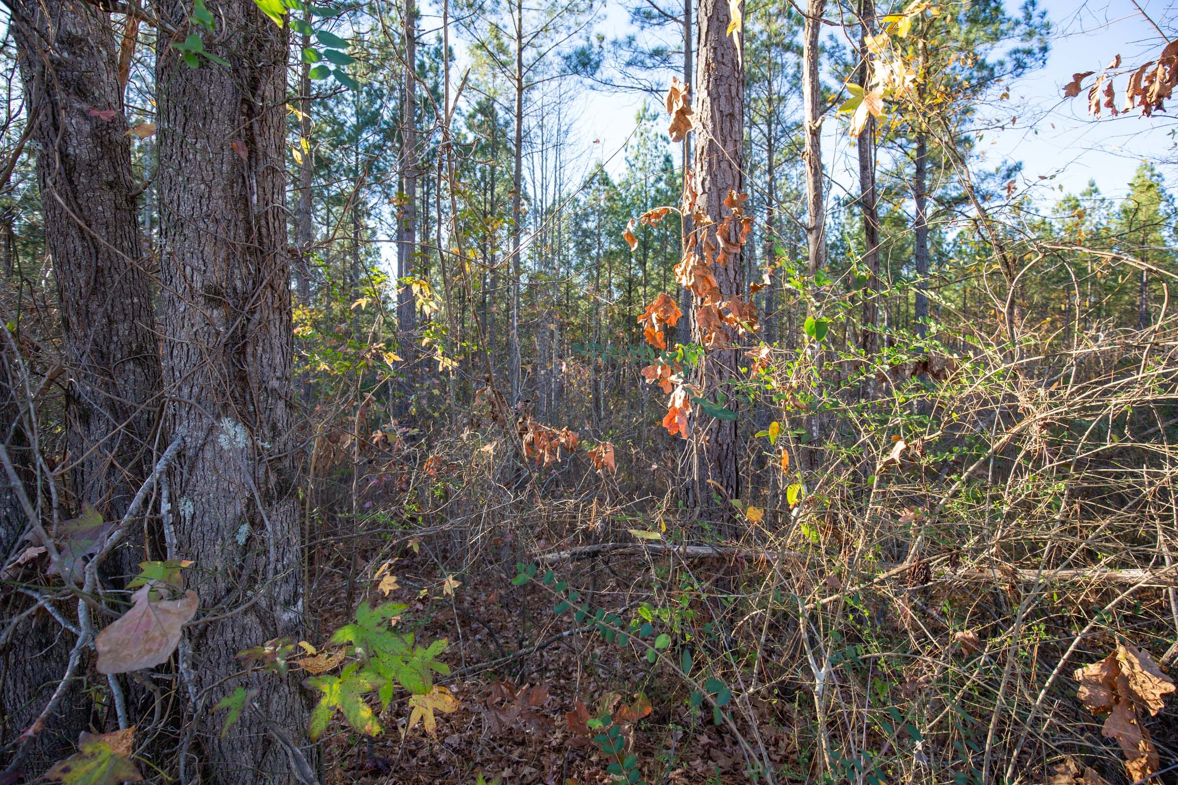 Whetstone Pines Tract 2 photo 4