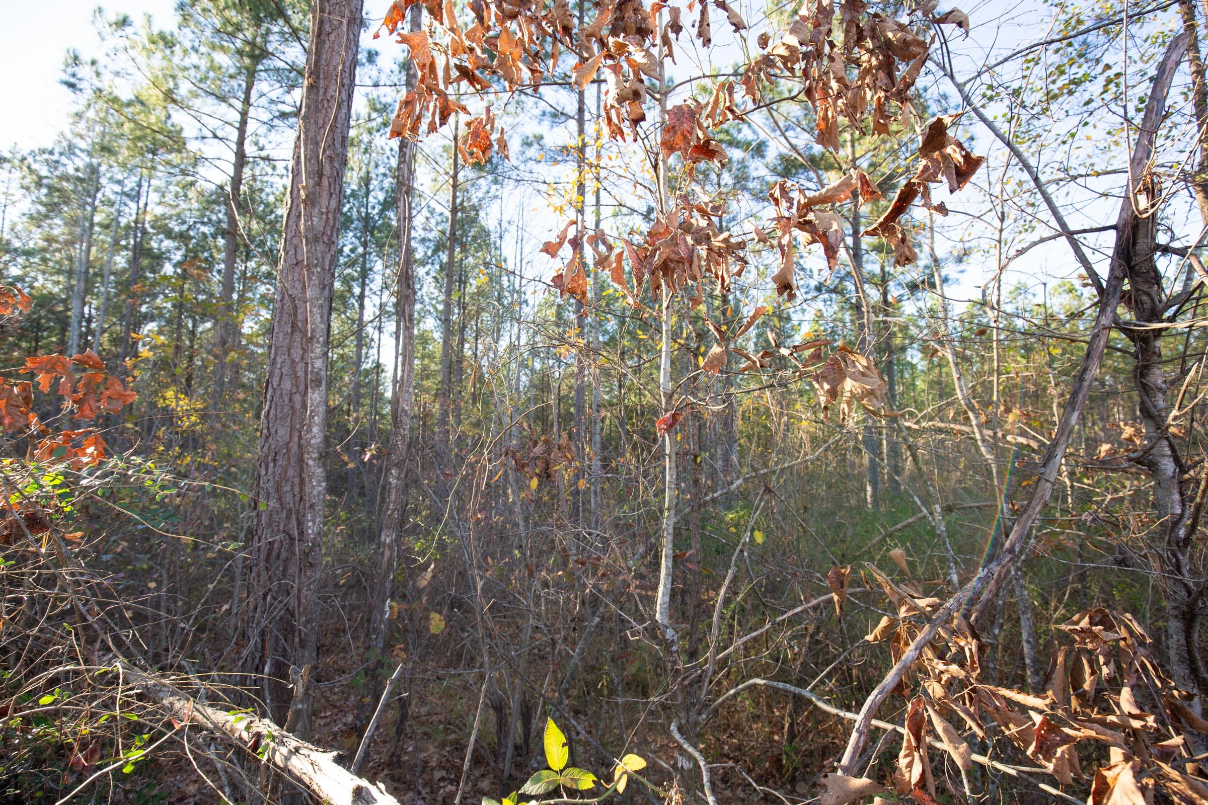 Whetstone Pines Tract 2 photo 5