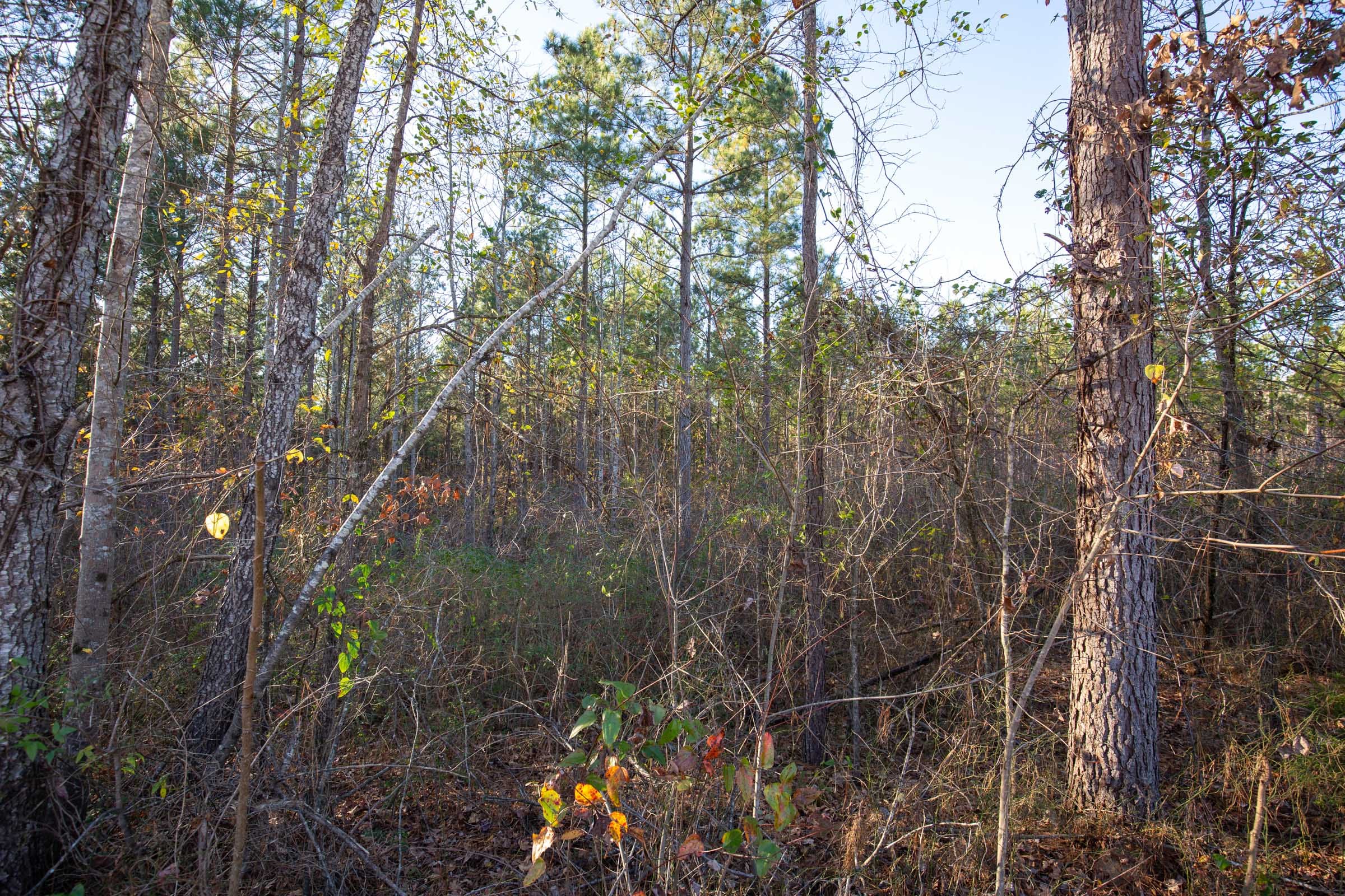 Whetstone Pines Tract 2 photo 2
