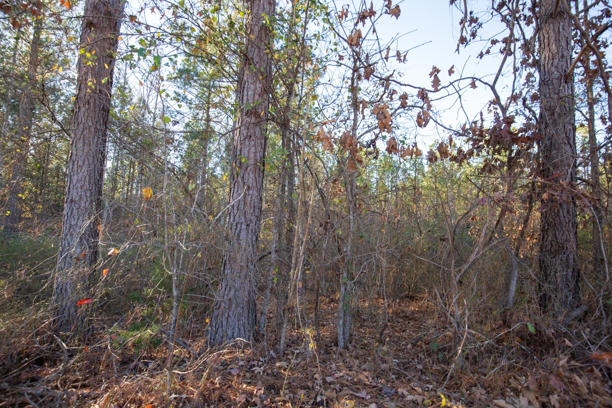 Whetstone Pines Tract 2 photo 6