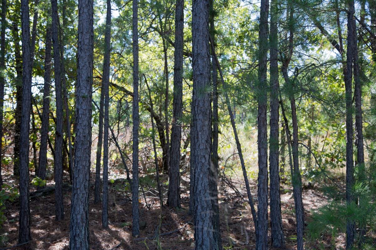 Stone Creek Phase I Tract 178 photo 3