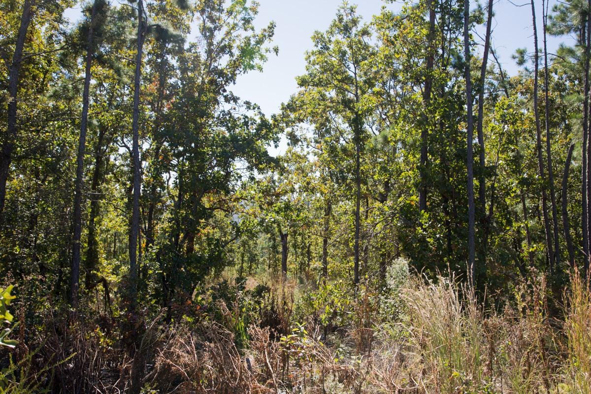 Stone Creek Phase I Tract 178 photo 12