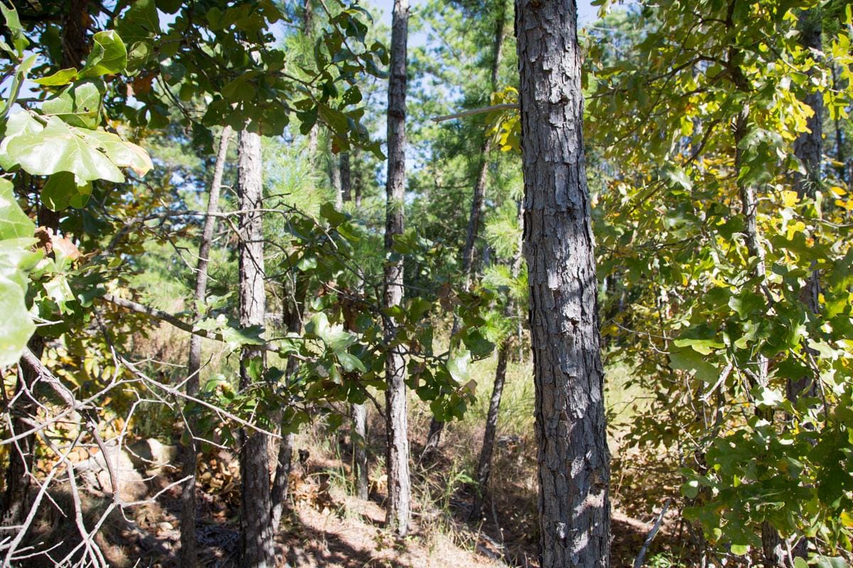 Stone Creek Phase I Tract 178 photo 14