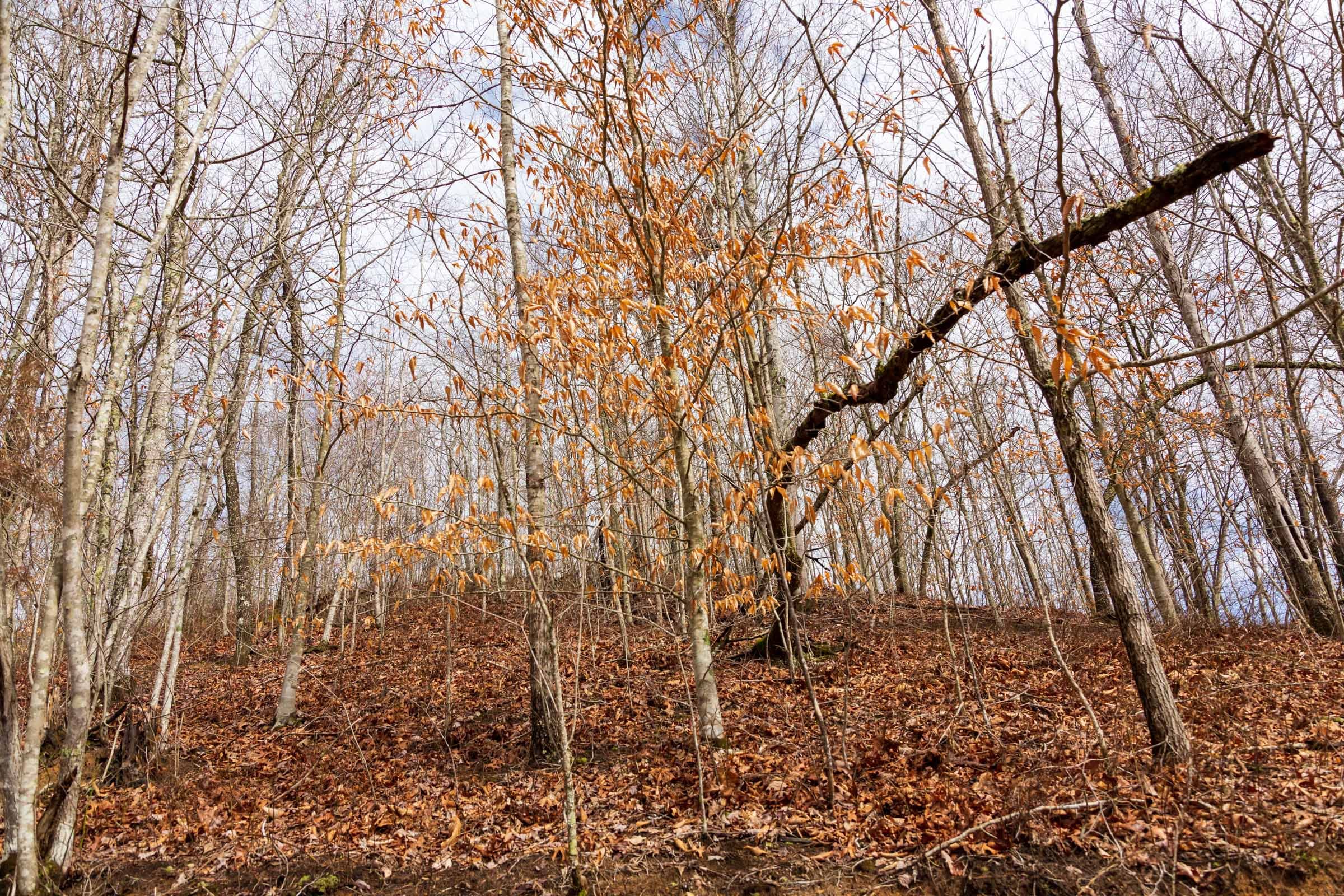 Blackstone Mountain Phase II Tract 79 photo 7
