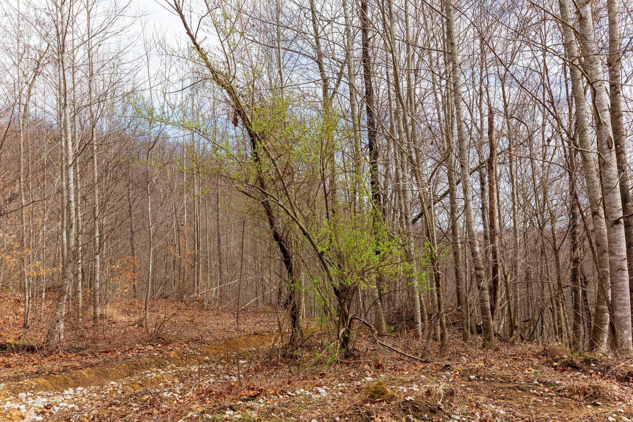 Blackstone Mountain Phase II Tract 79 photo 9