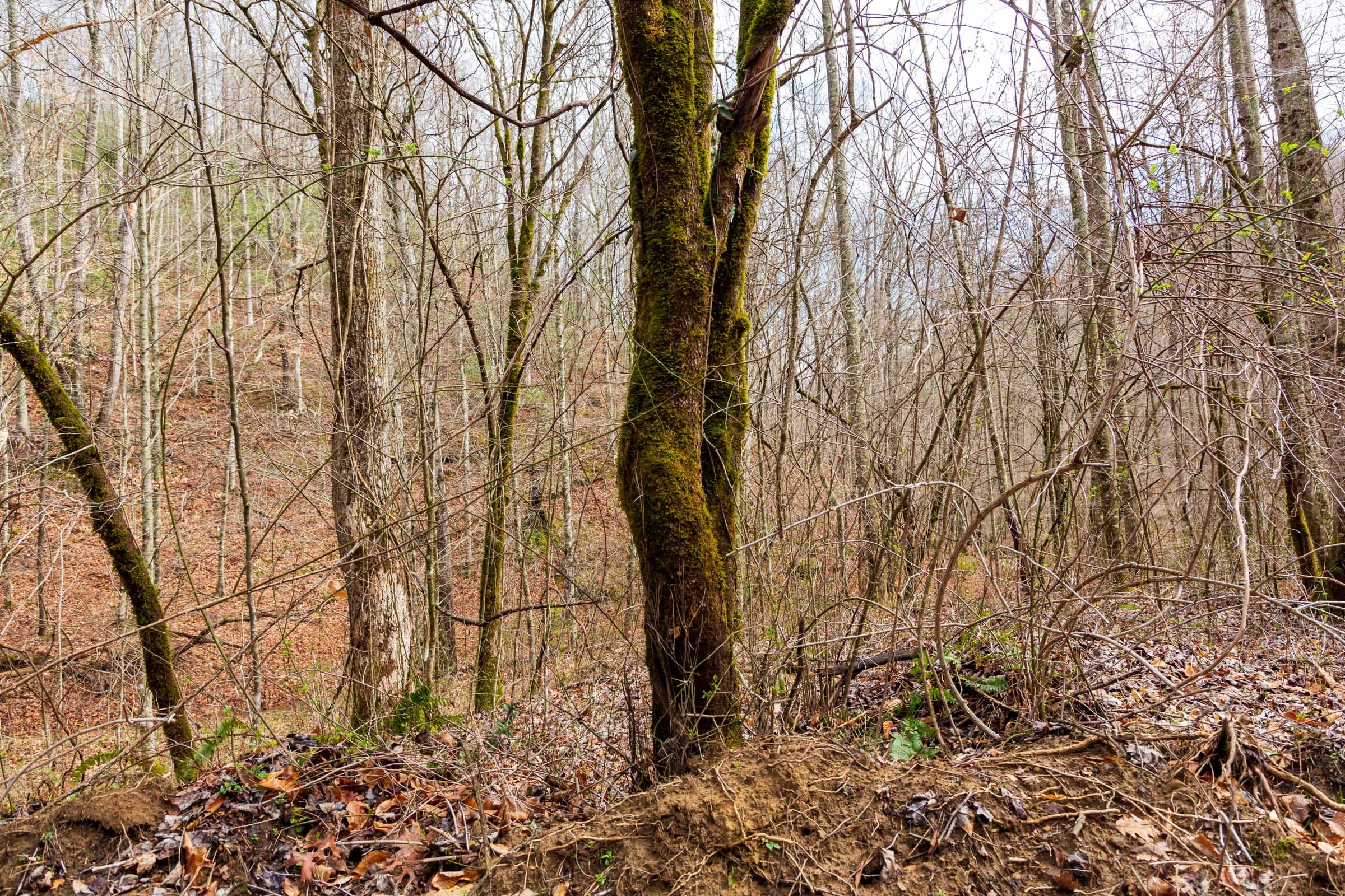 Blackstone Mountain Phase II Tract 79 photo 16