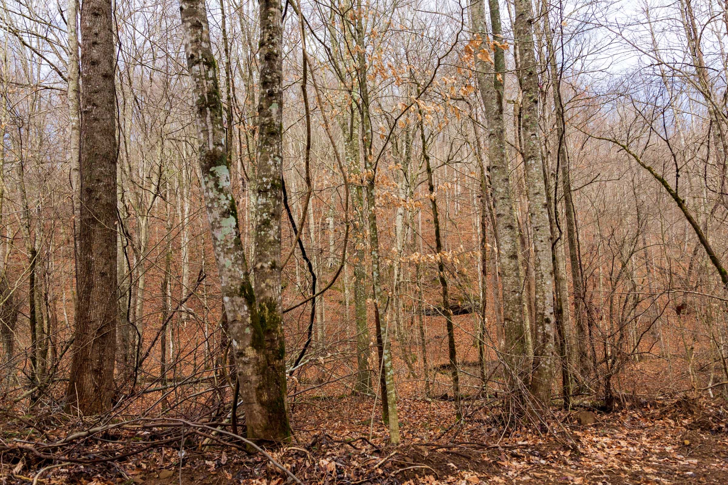 Blackstone Mountain Phase II Tract 79 photo 20