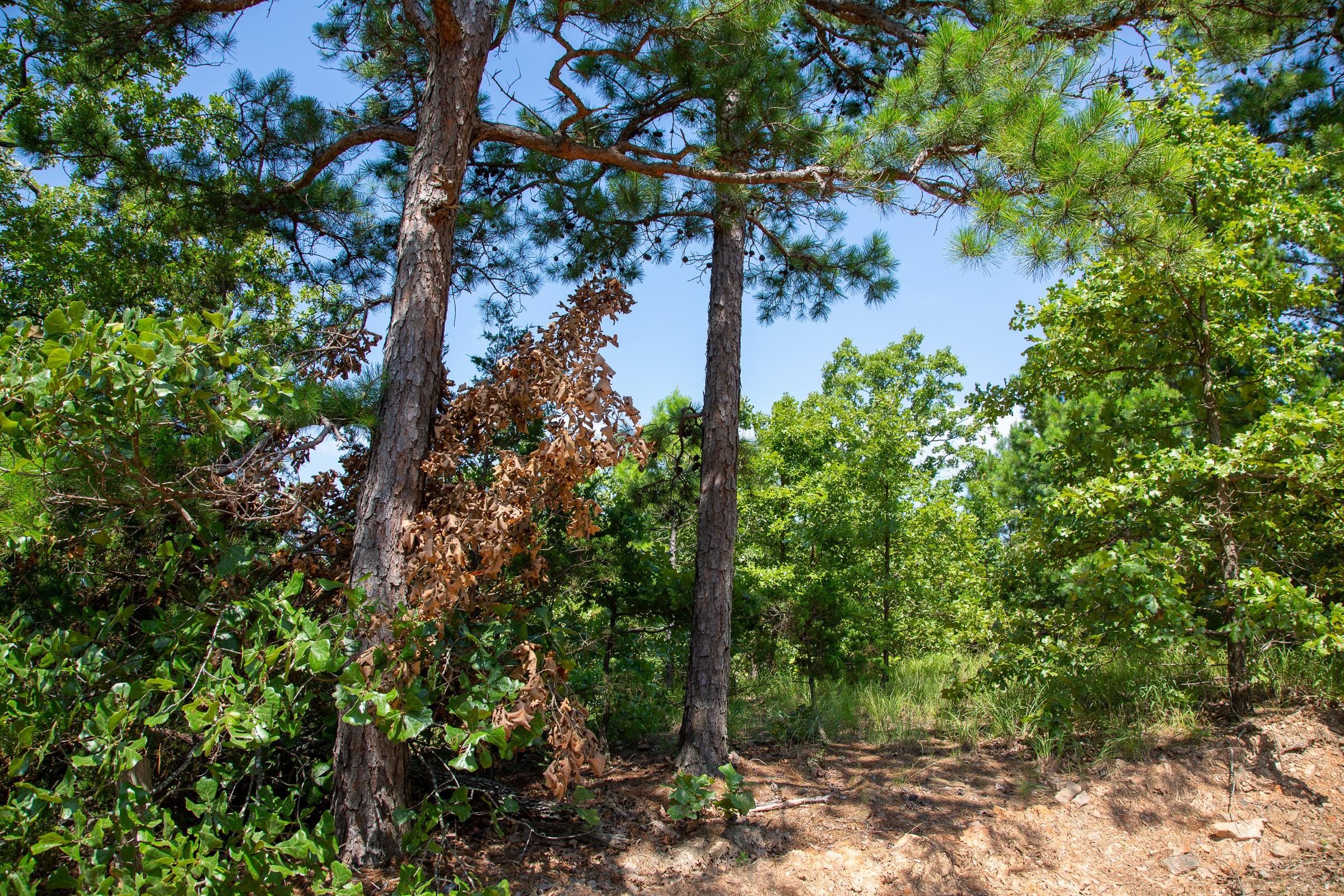 Tyler Stone Ranch Tract 55 photo 7