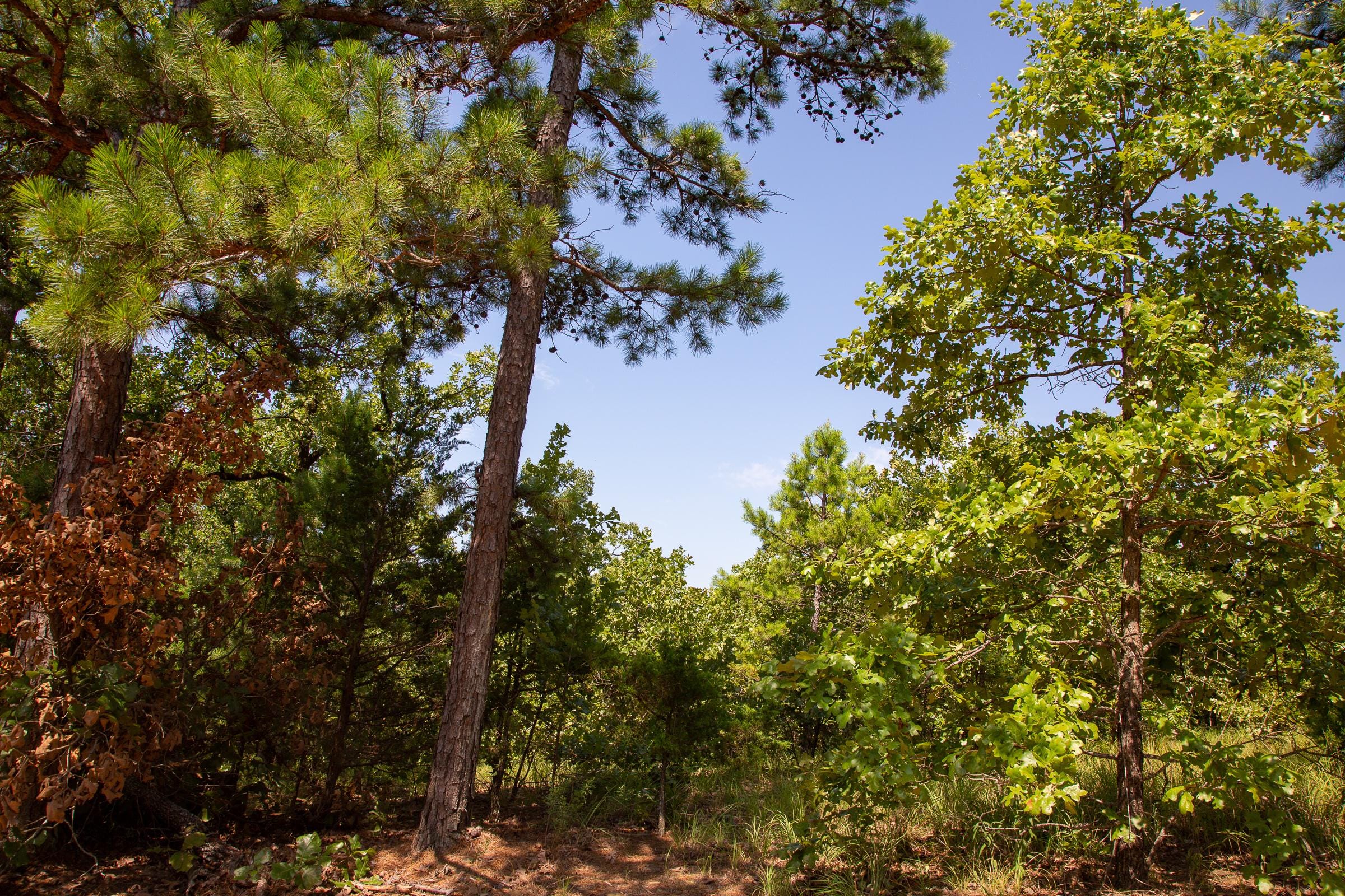 Tyler Stone Ranch Tract 55 photo 8