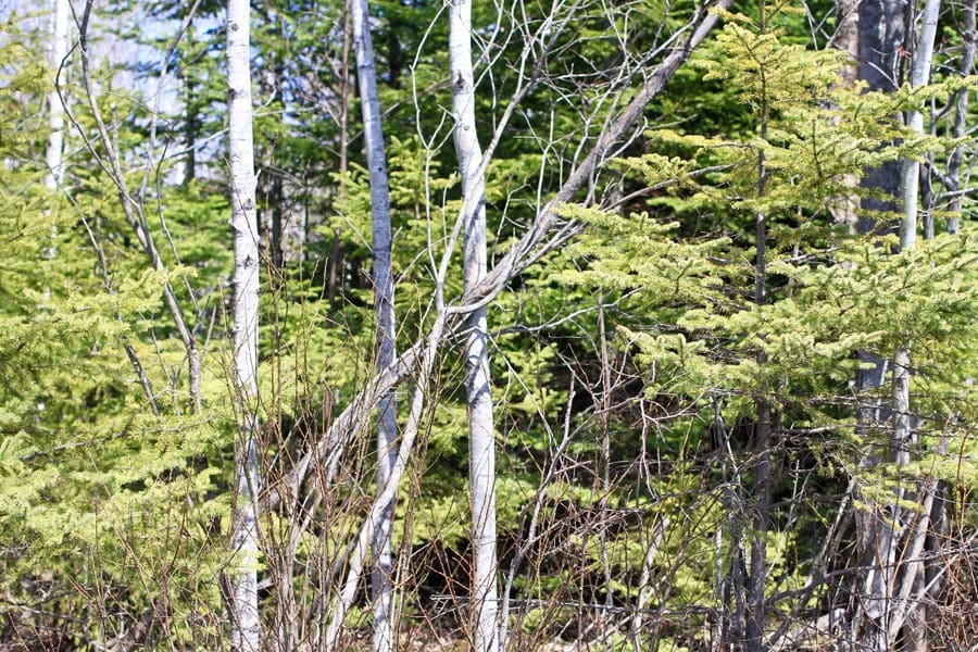 Abby Point Tract 4 photo 6