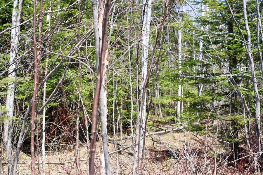 Abby Point Tract 4 photo 7