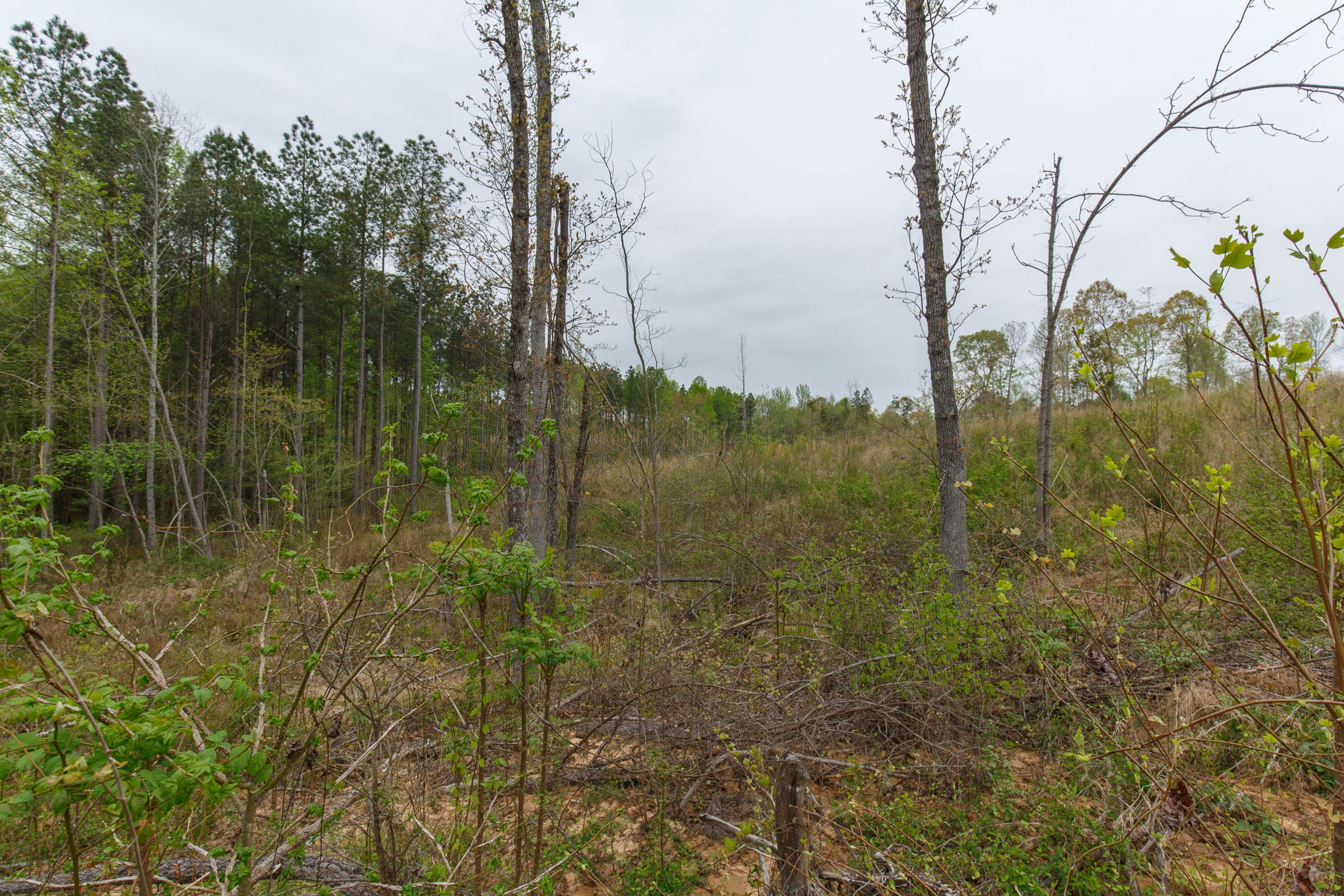 Twin Rivers Tract 18 photo 4