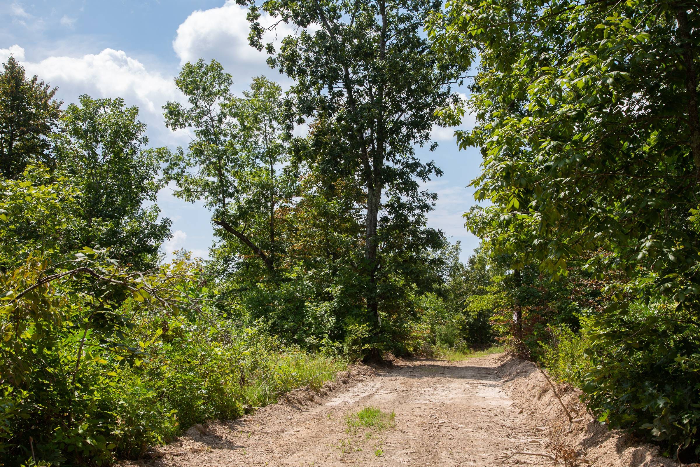 Borgmann’s Hollow Phase I Tract 6 photo 3
