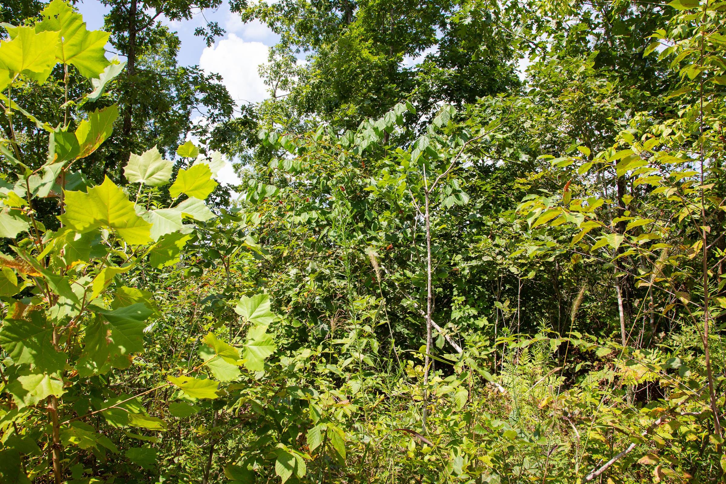 Borgmann’s Hollow Phase I Tract 6 photo 6