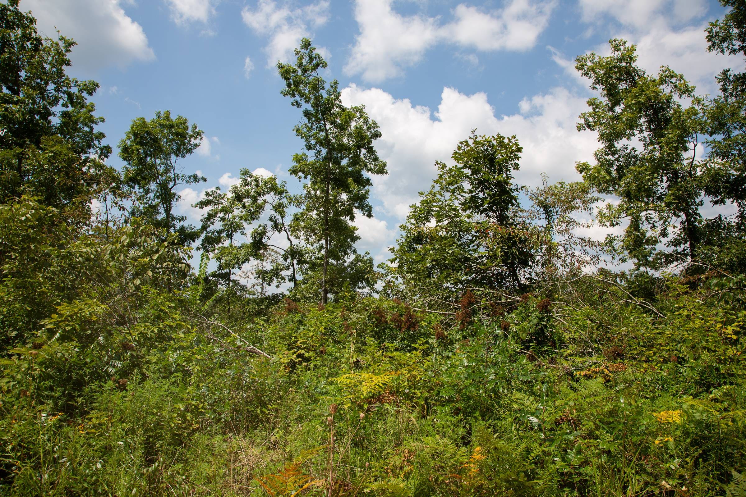 Borgmann’s Hollow Phase I Tract 6 photo 7