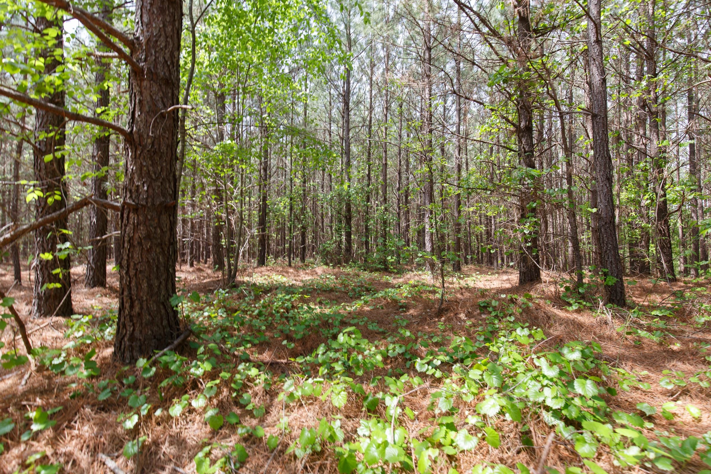 Red Barn Ranch Tract 7 photo 5