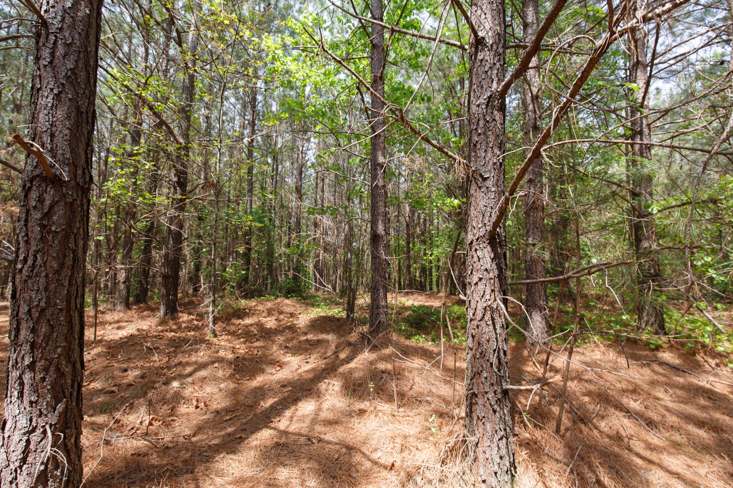 Red Barn Ranch Tract 7 photo 3
