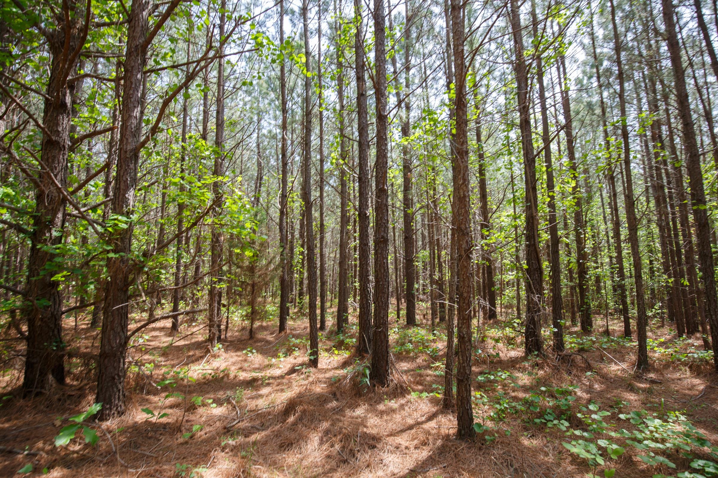 Red Barn Ranch Tract 7 photo 6