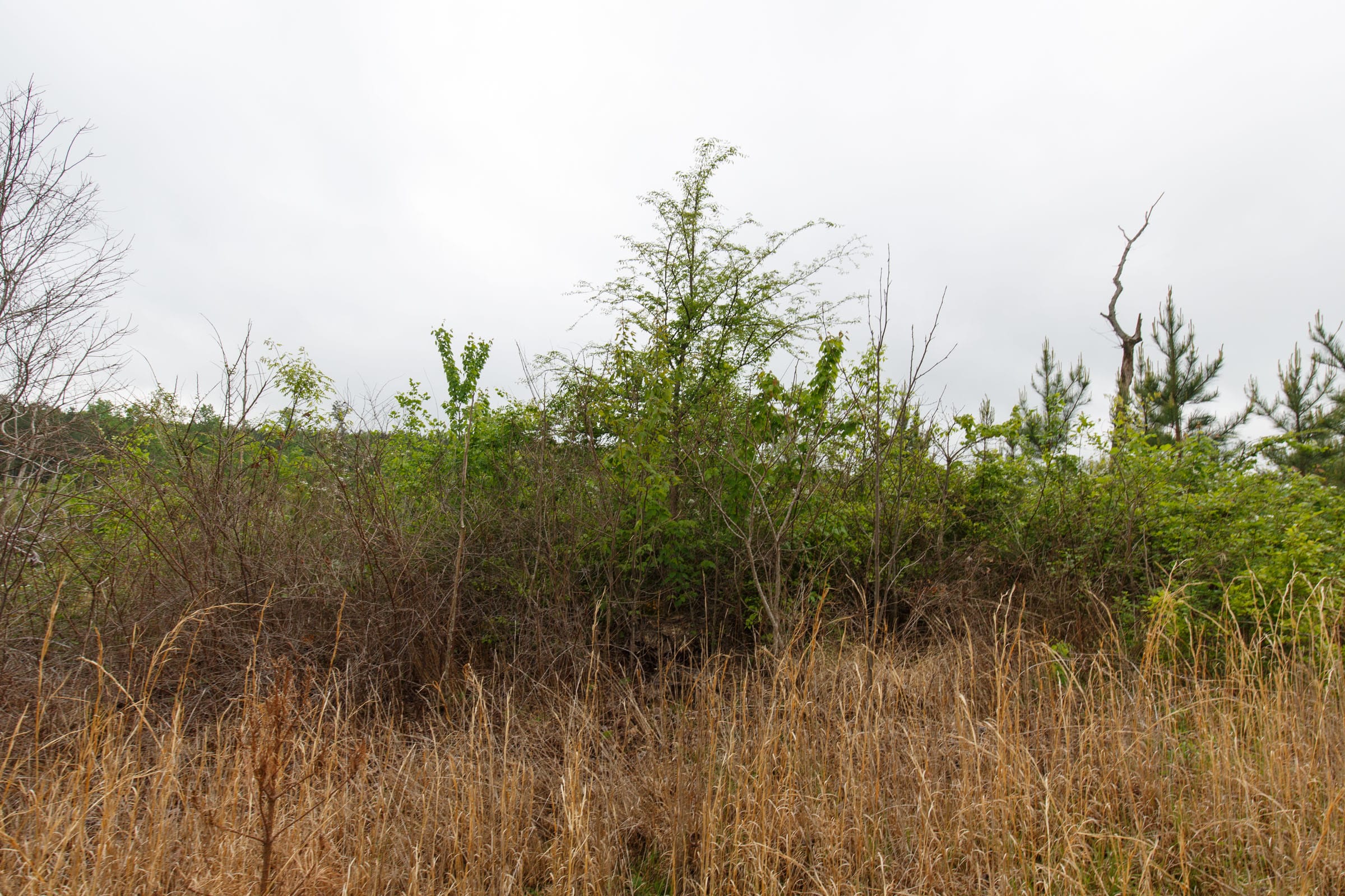 Red Barn Ranch Tract 7 photo 8