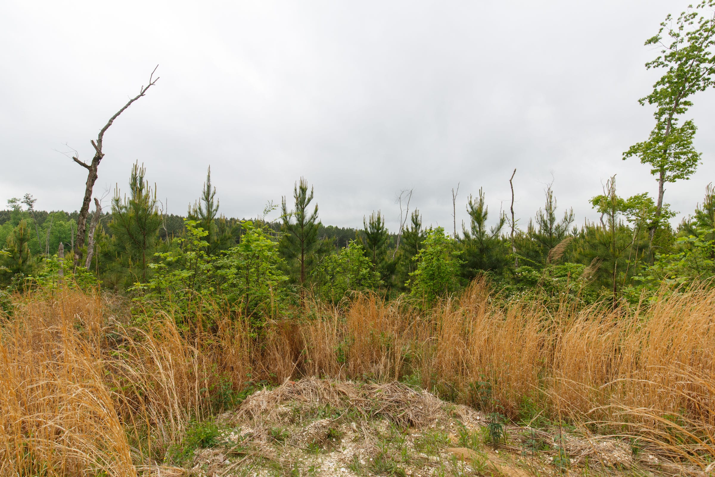 Red Barn Ranch Tract 7 photo 9