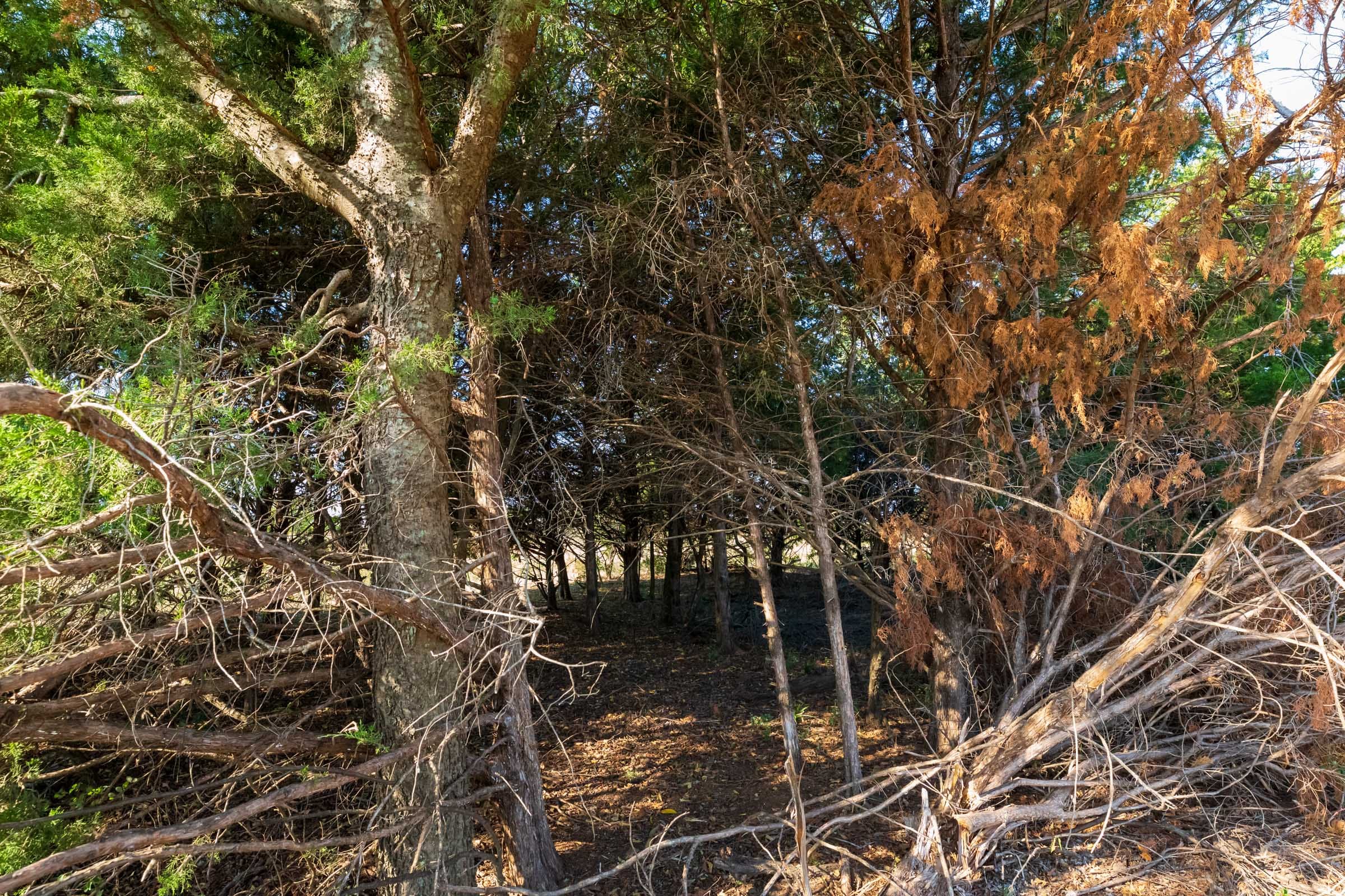 Canyon Creek Tract 4 photo 14