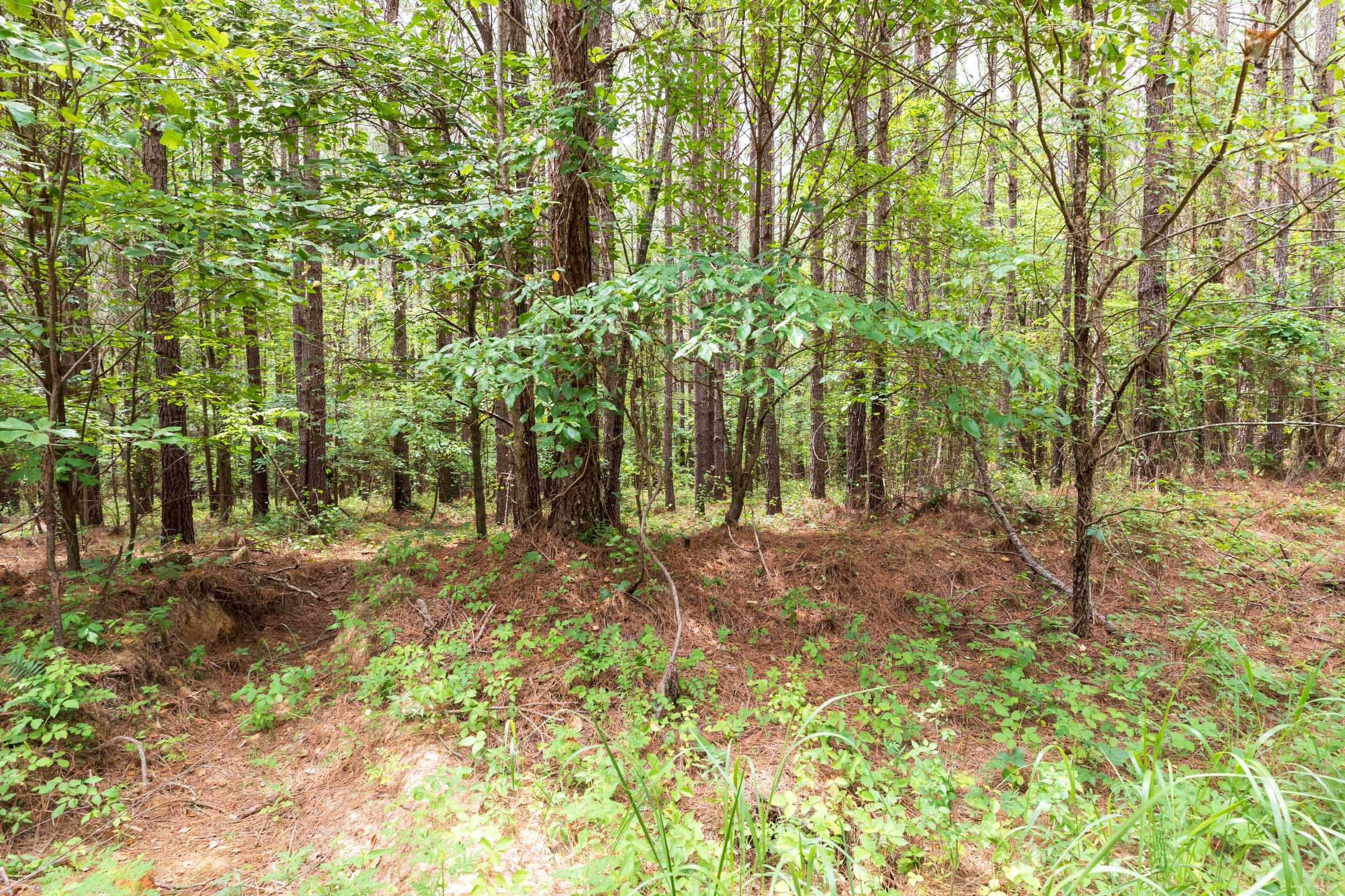 Whiskey Ridge Tract 16 photo 4