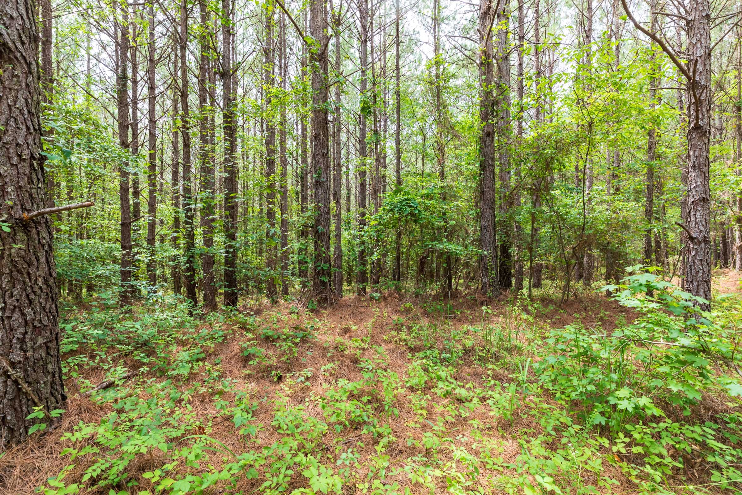 Whiskey Ridge Tract 16 photo 1