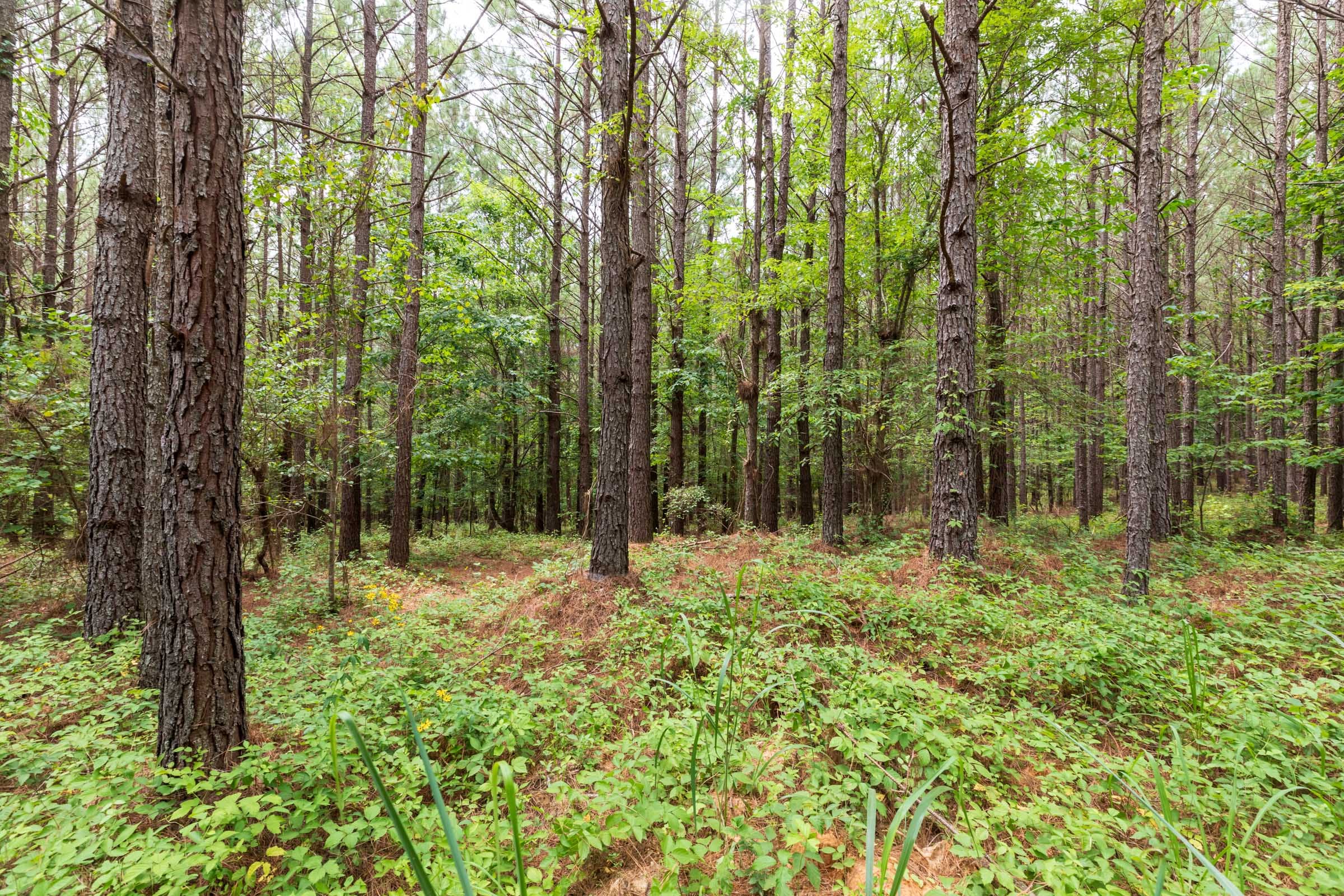 Whiskey Ridge Tract 16 photo 6