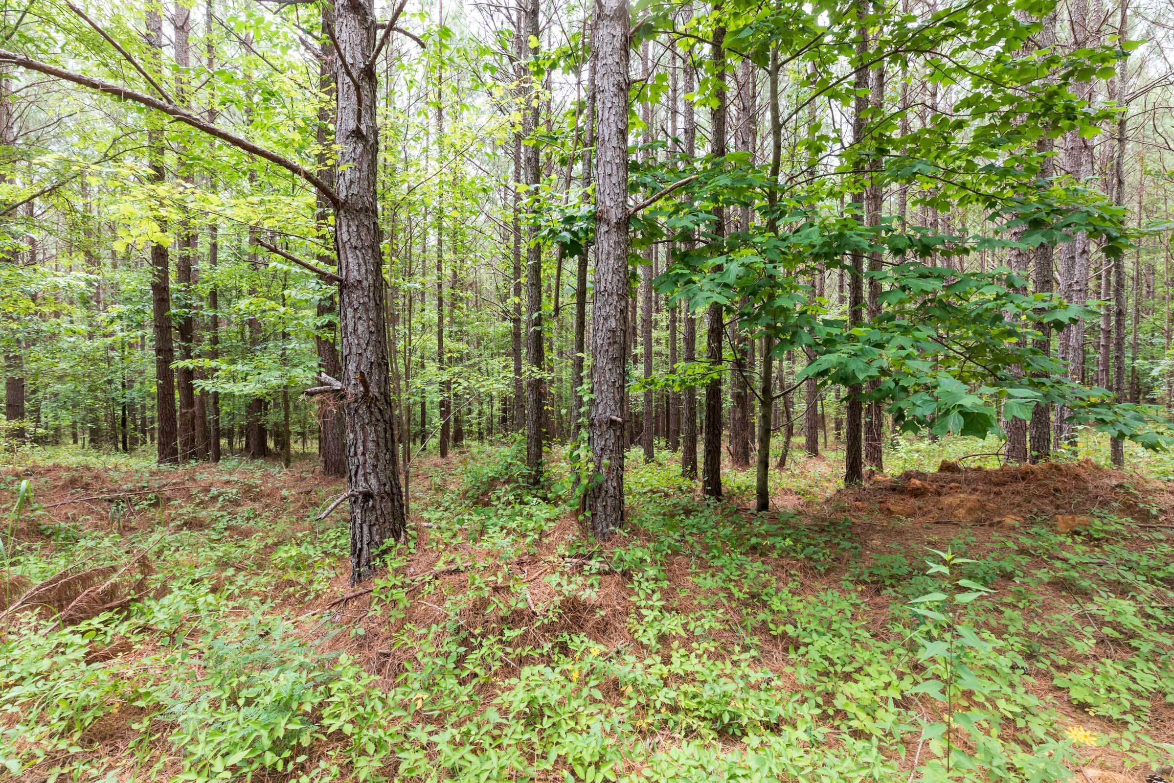 Whiskey Ridge Tract 16 photo 8