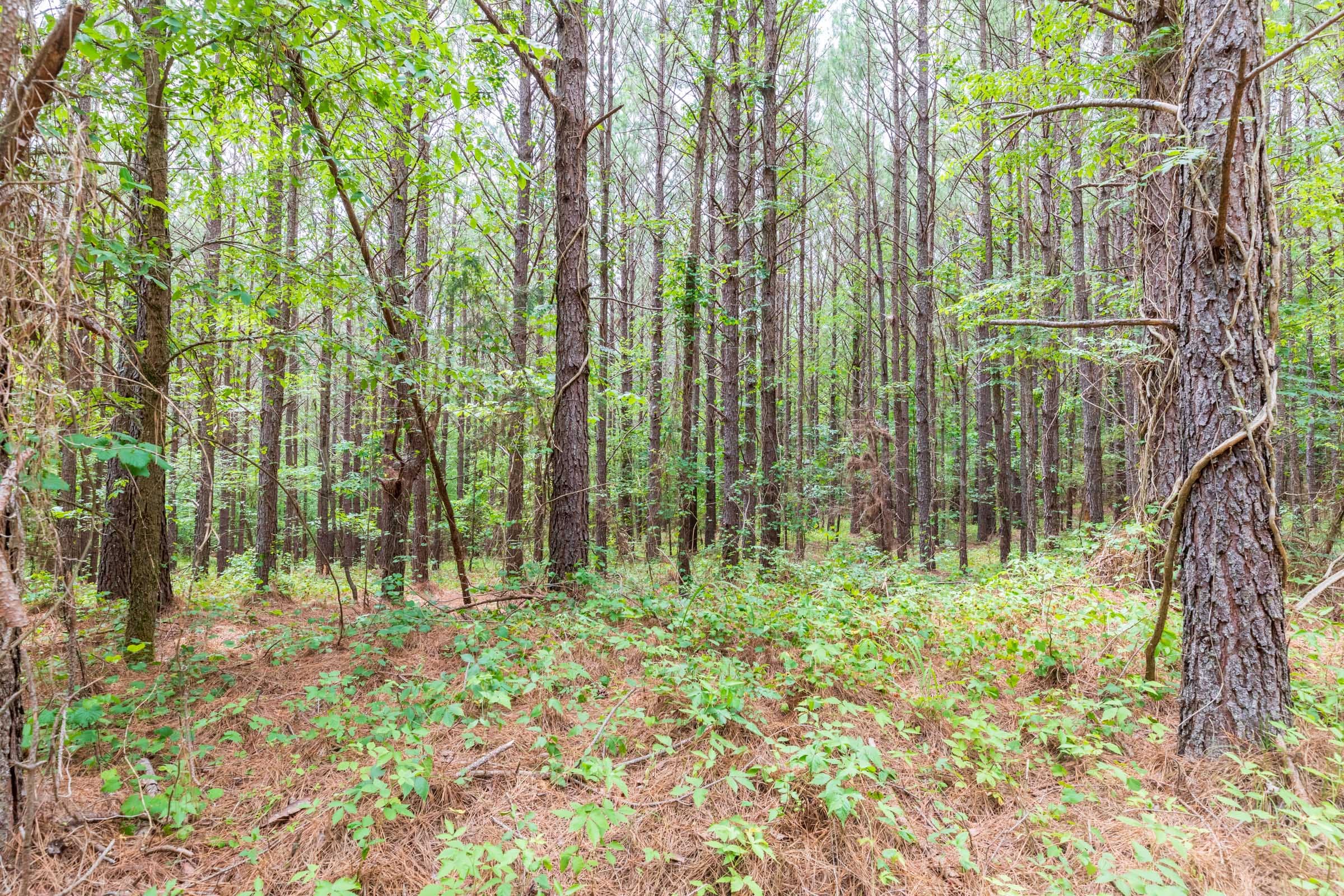 Whiskey Ridge Tract 16 photo 7