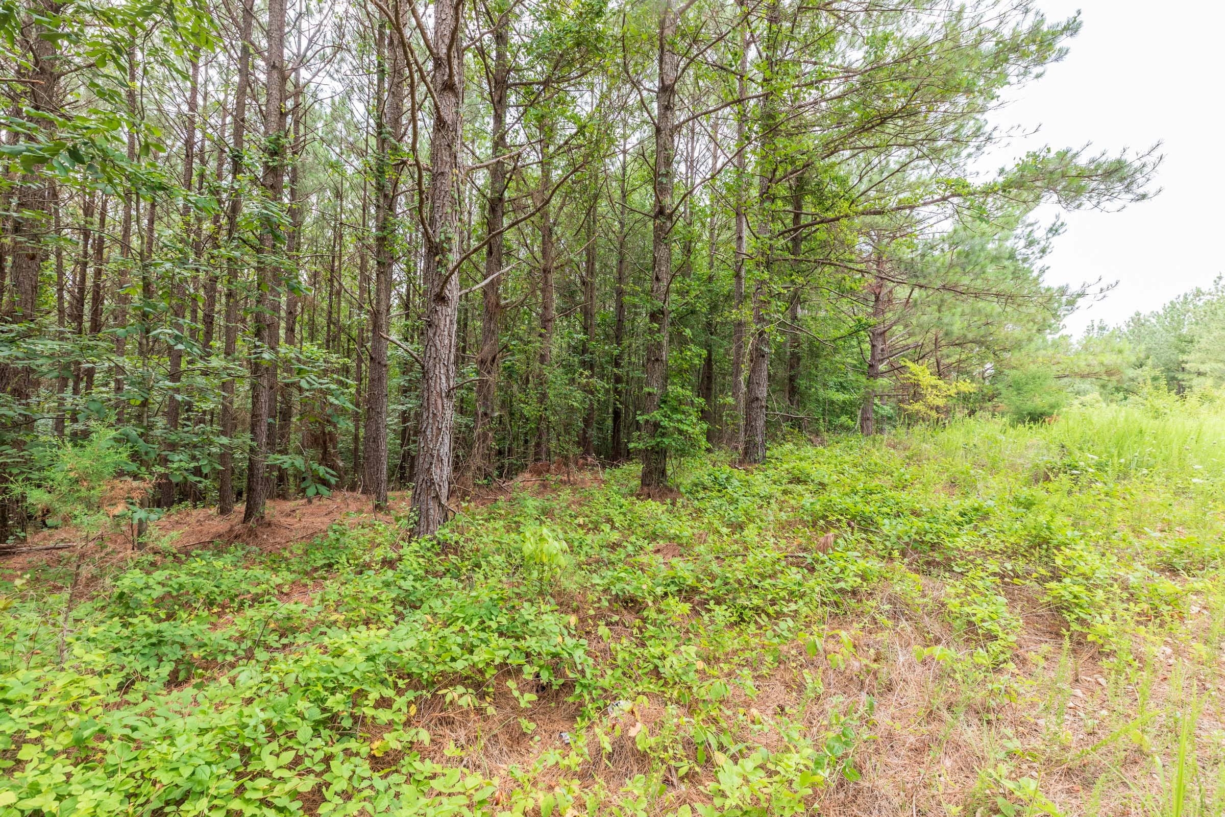 Whiskey Ridge Tract 16 photo 3