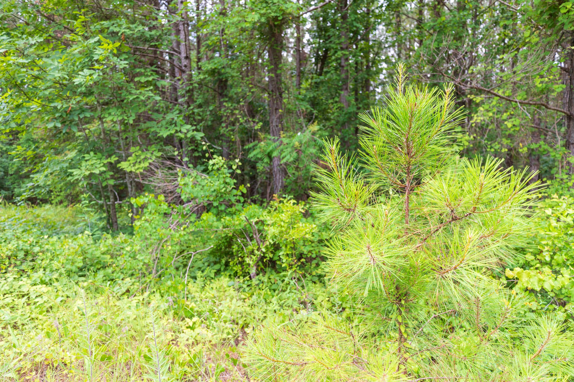 Whiskey Ridge Tract 16 photo 11