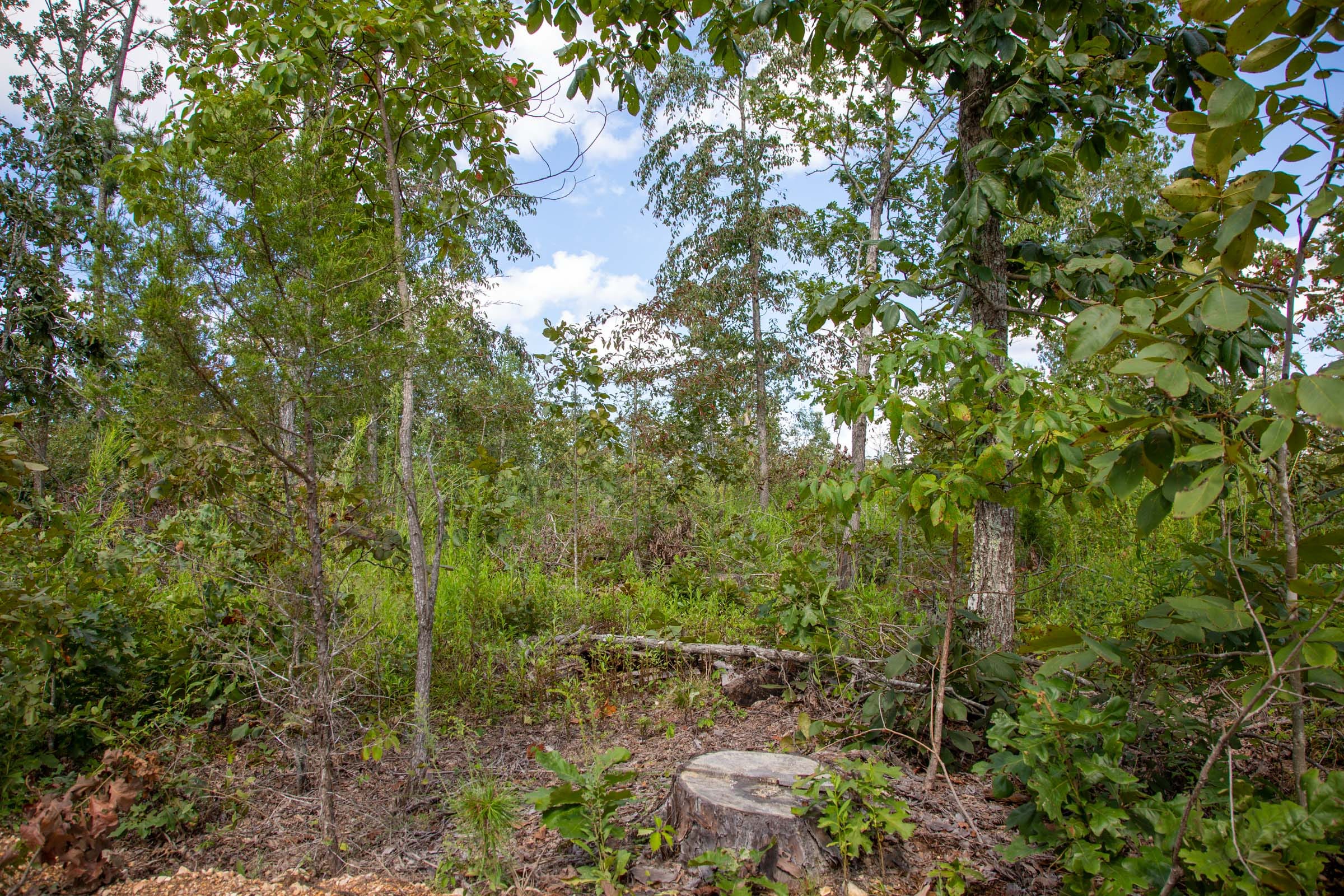 Borgmann’s Hollow Phase II Tract 58 photo 11