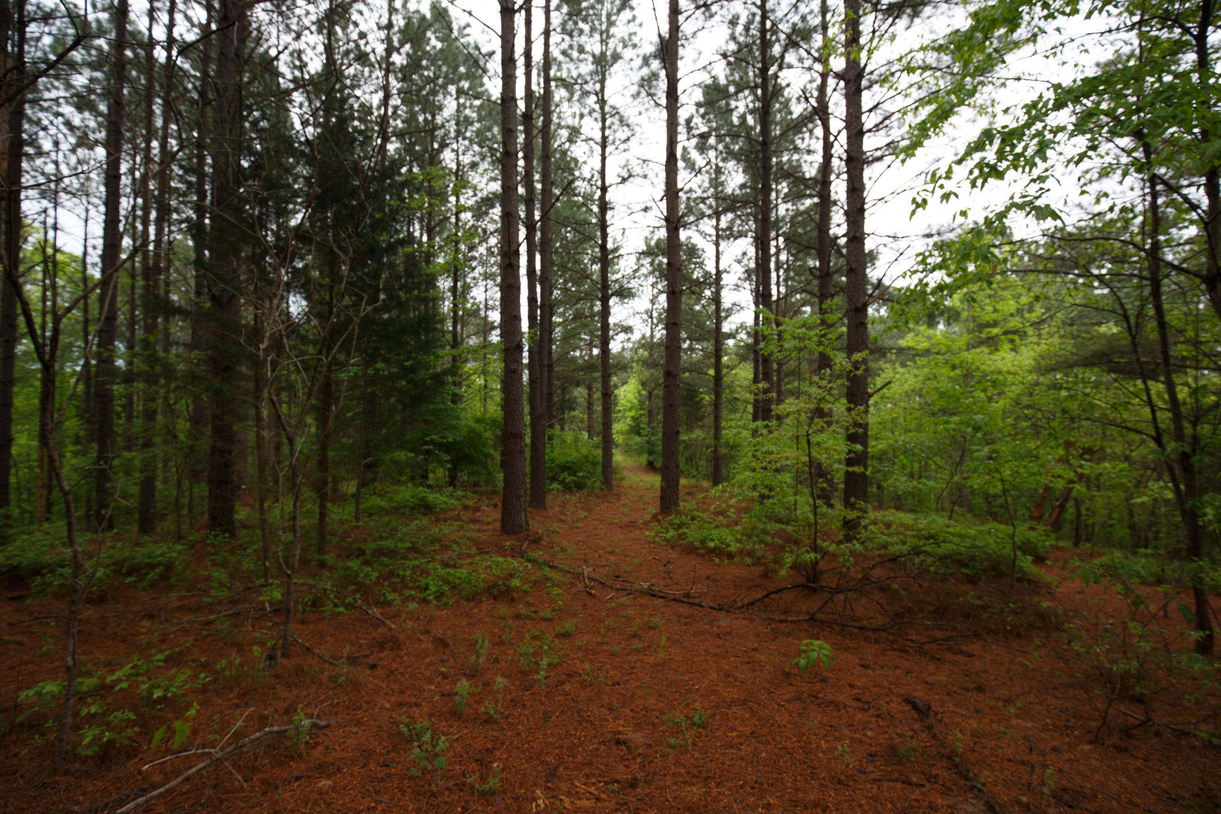 Red Barn Ranch Tract 40 photo 8