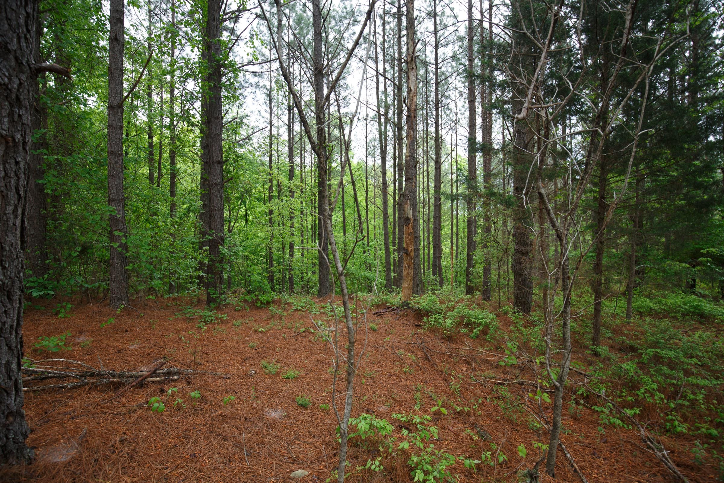 Red Barn Ranch Tract 40 photo 1