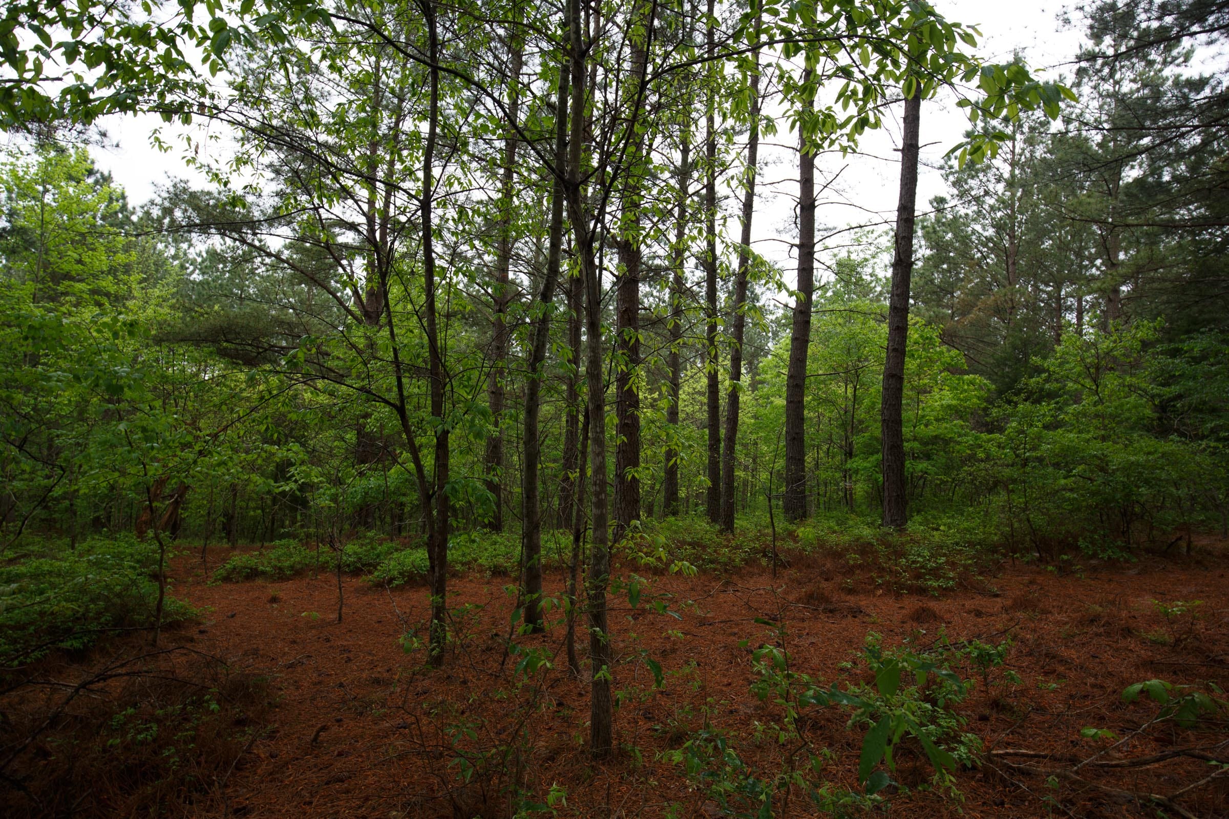 Red Barn Ranch Tract 40 photo 10