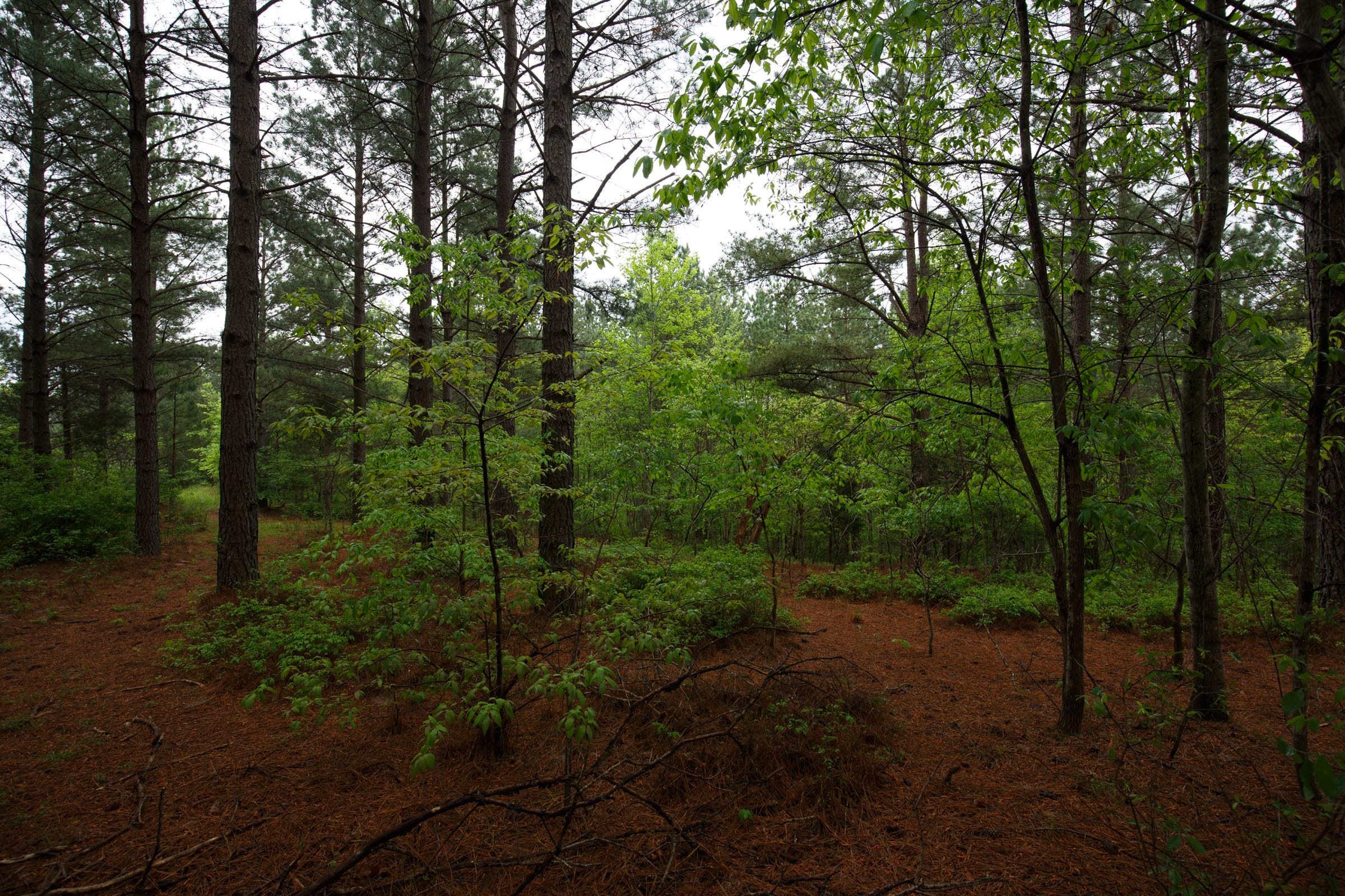 Red Barn Ranch Tract 40 photo 9