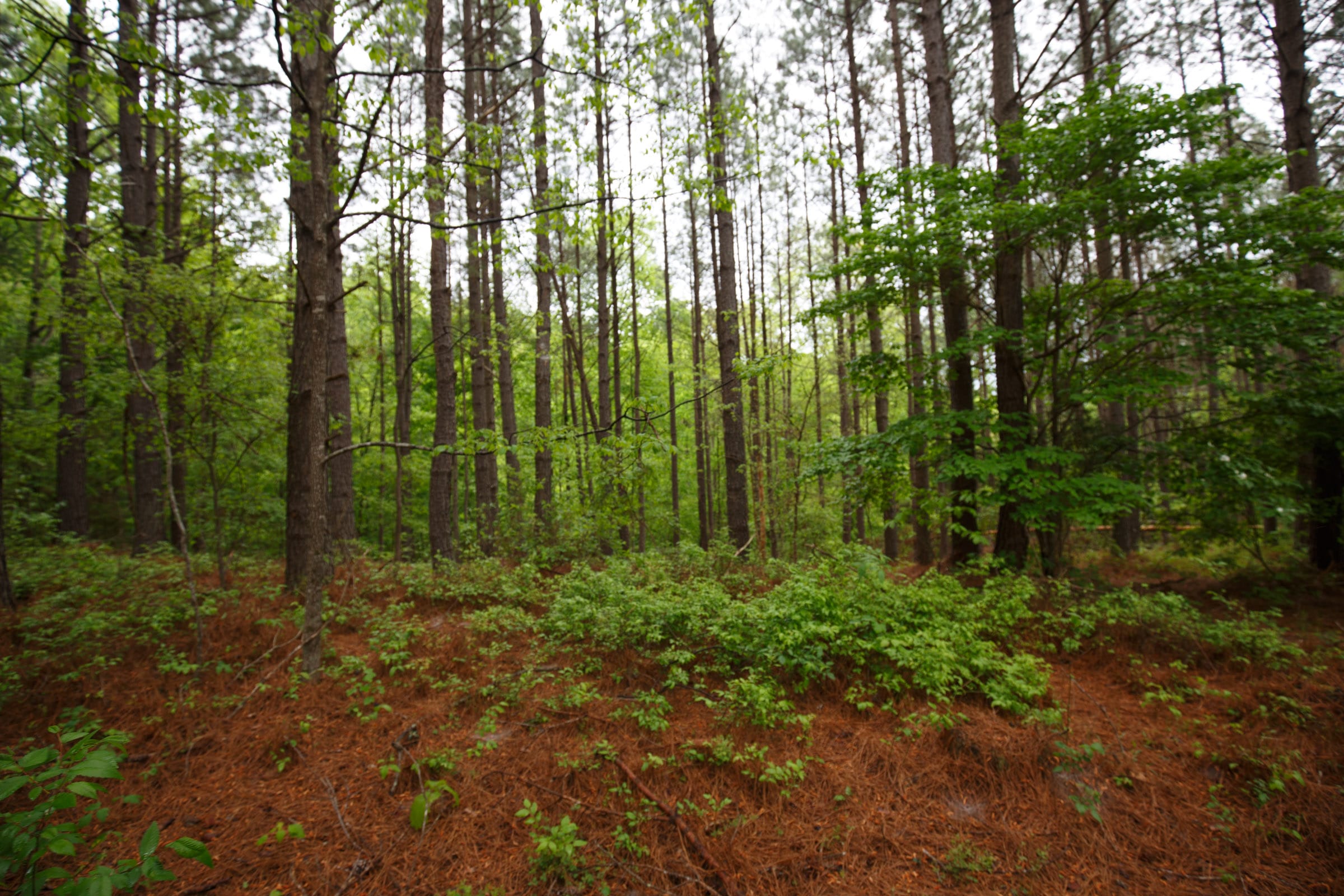 Red Barn Ranch Tract 40 photo 5