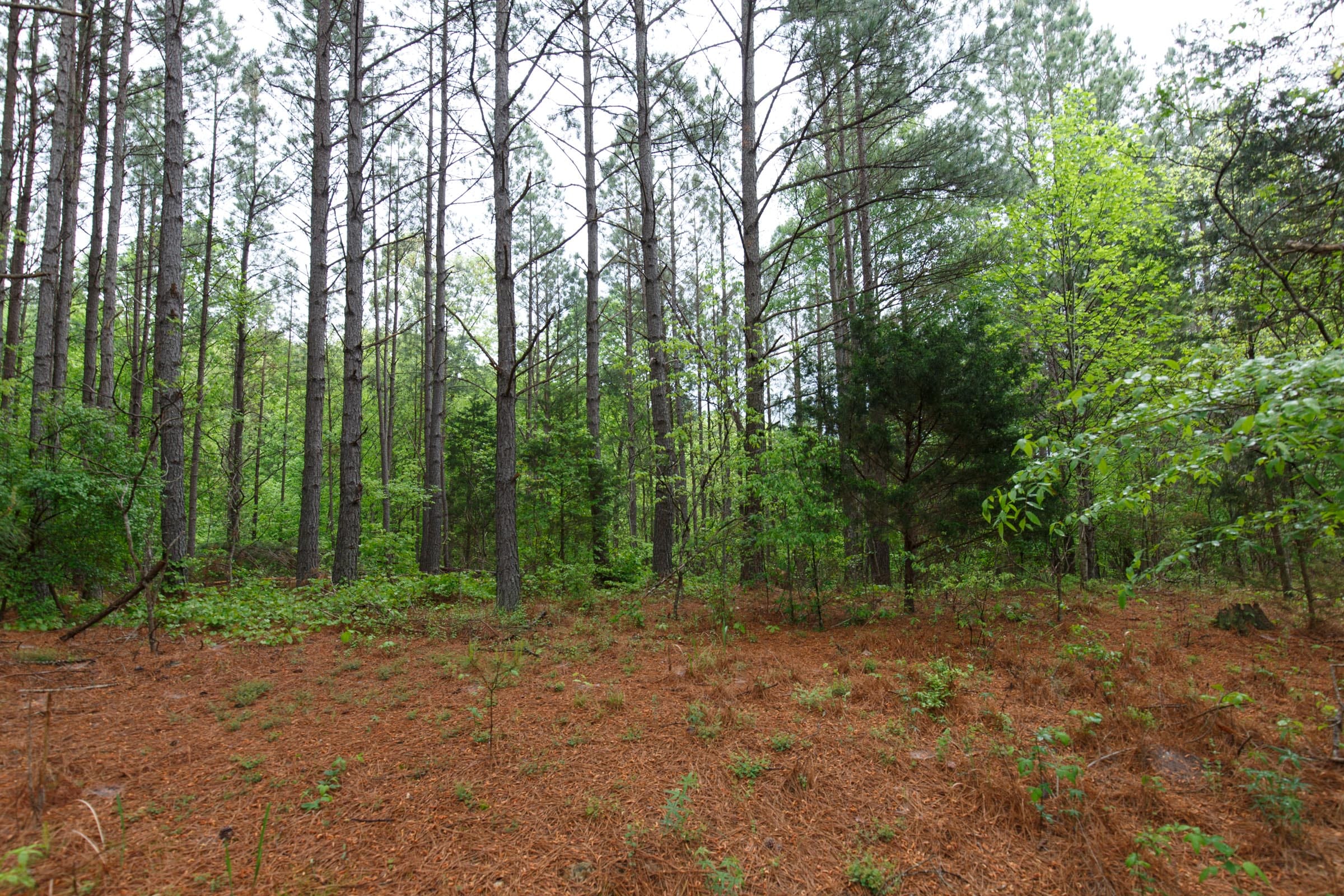Red Barn Ranch Tract 40 photo 4