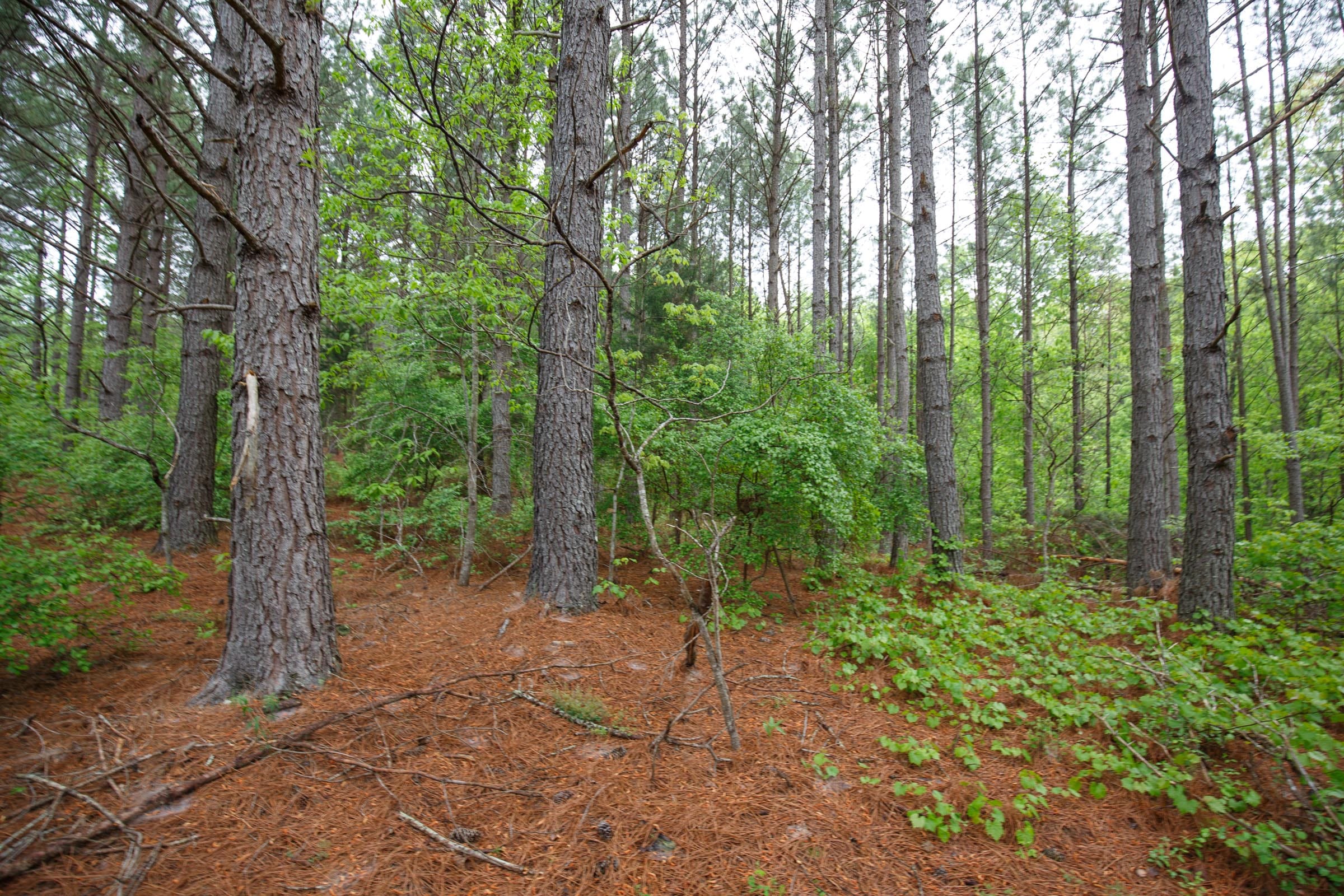 Red Barn Ranch Tract 40 photo 6