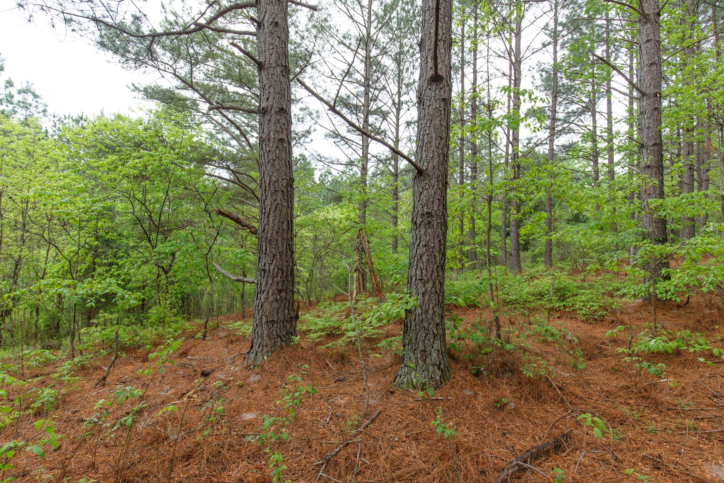 Red Barn Ranch Tract 40 photo 7