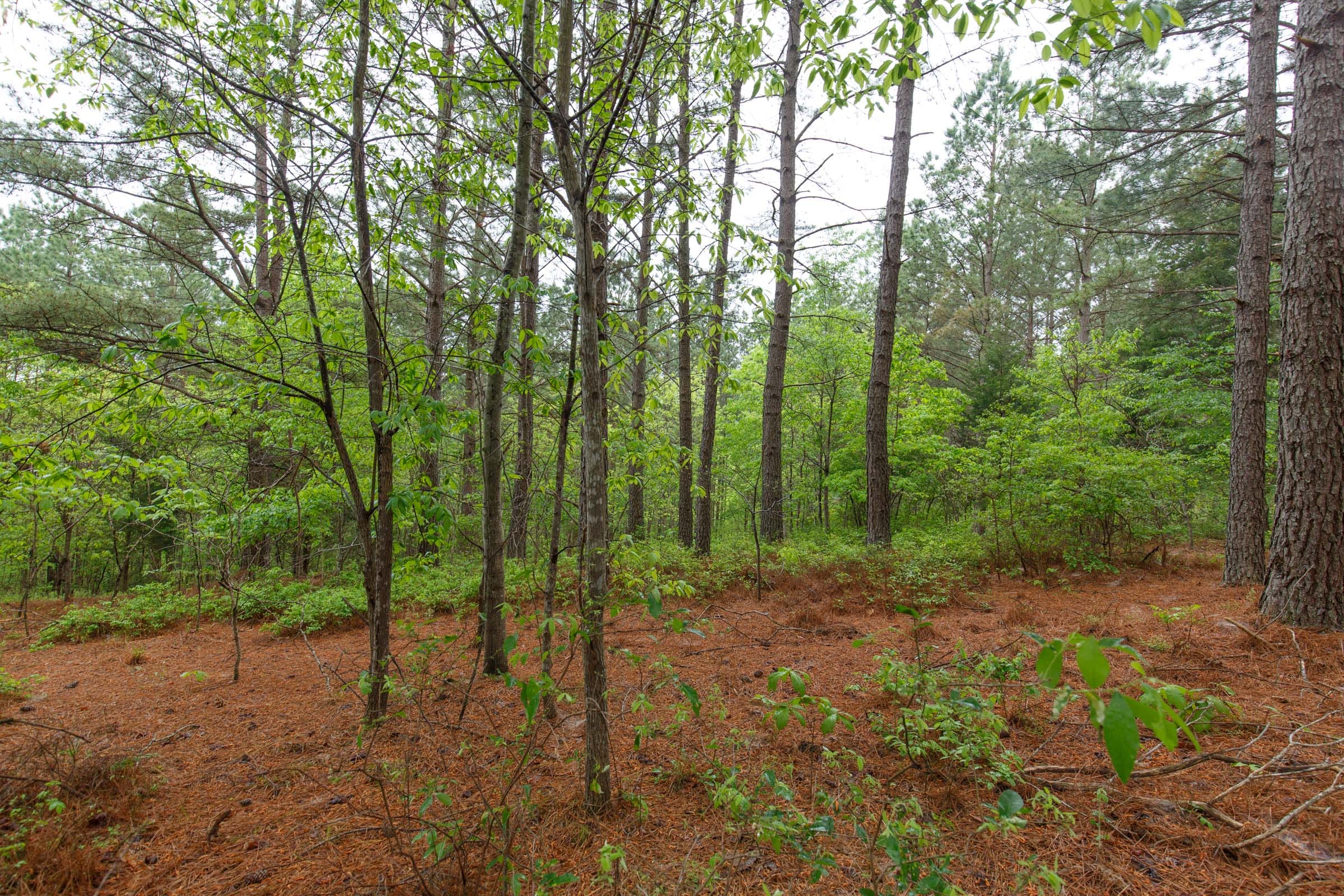 Red Barn Ranch Tract 40 photo 2