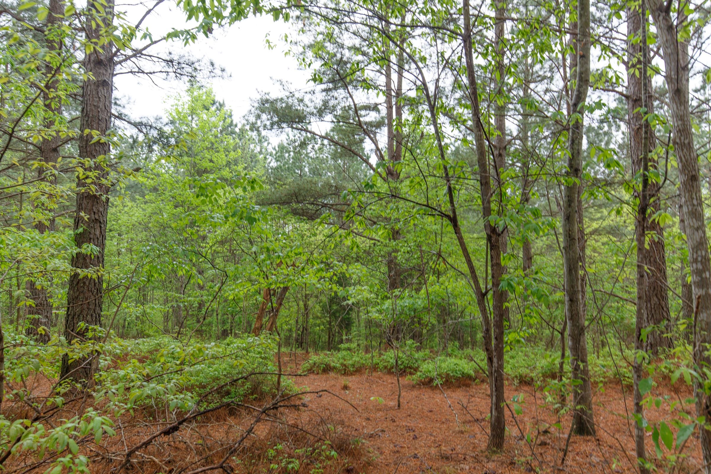 Red Barn Ranch Tract 40 photo 3