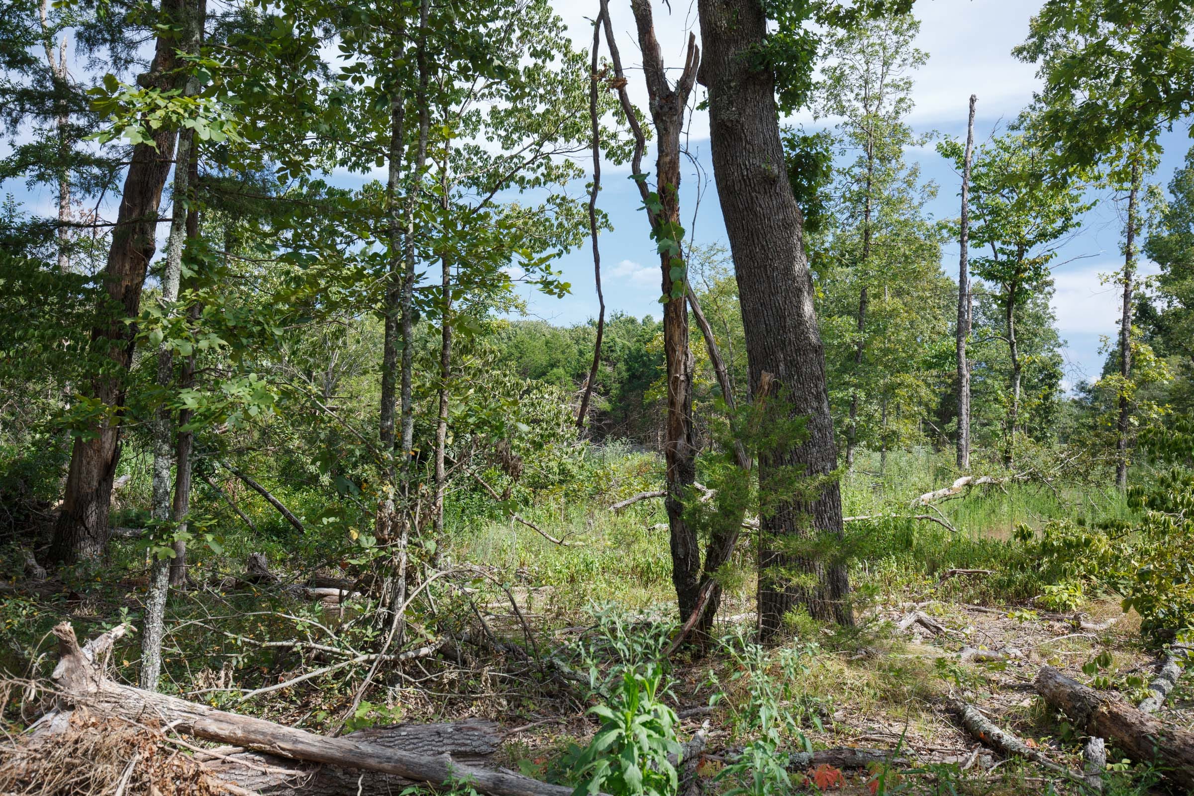 Wildwood Tract 29 photo 4