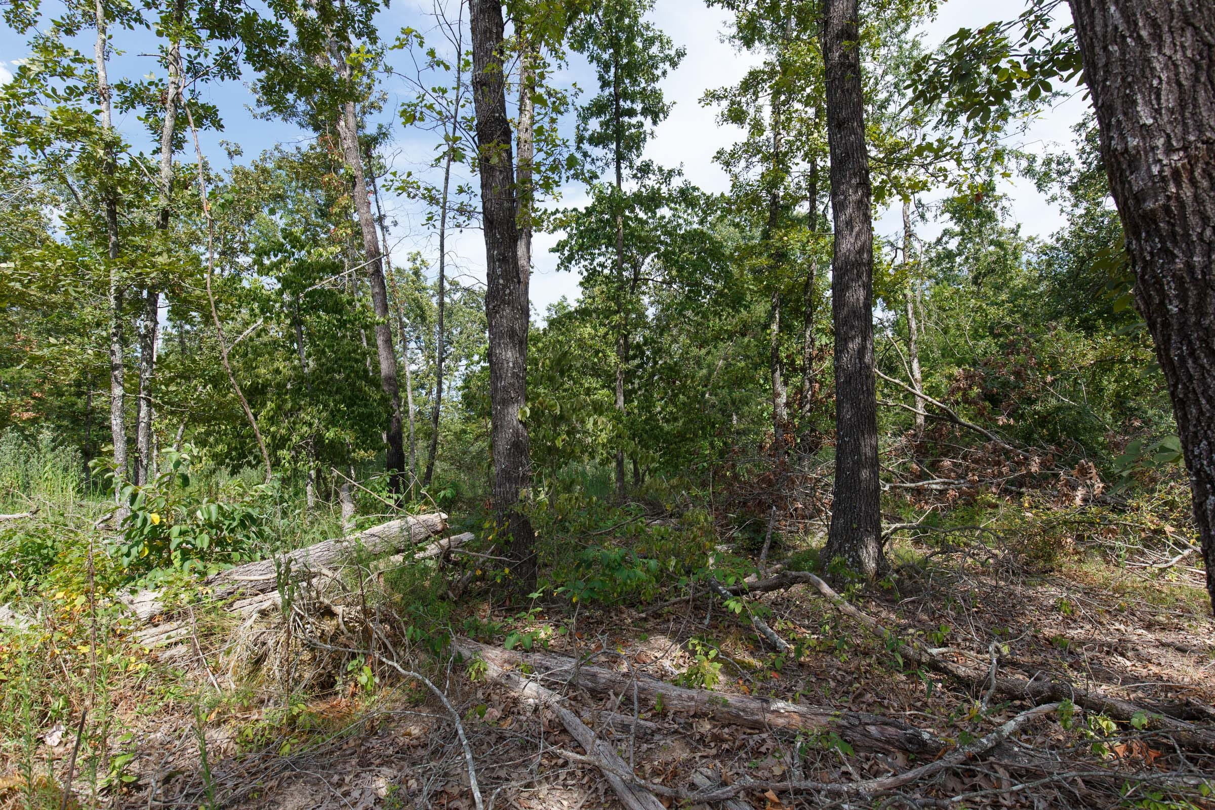 Wildwood Tract 29 photo 9