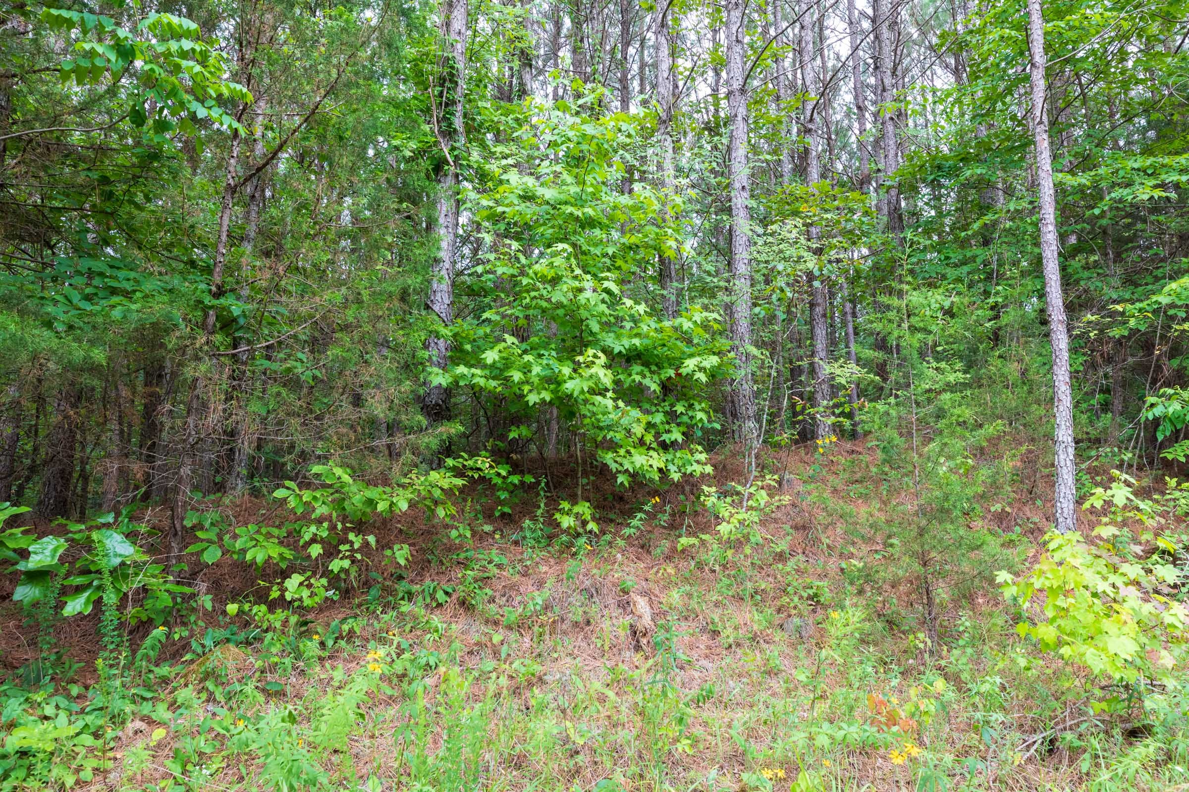 Whiskey Ridge Tract 38 photo 3
