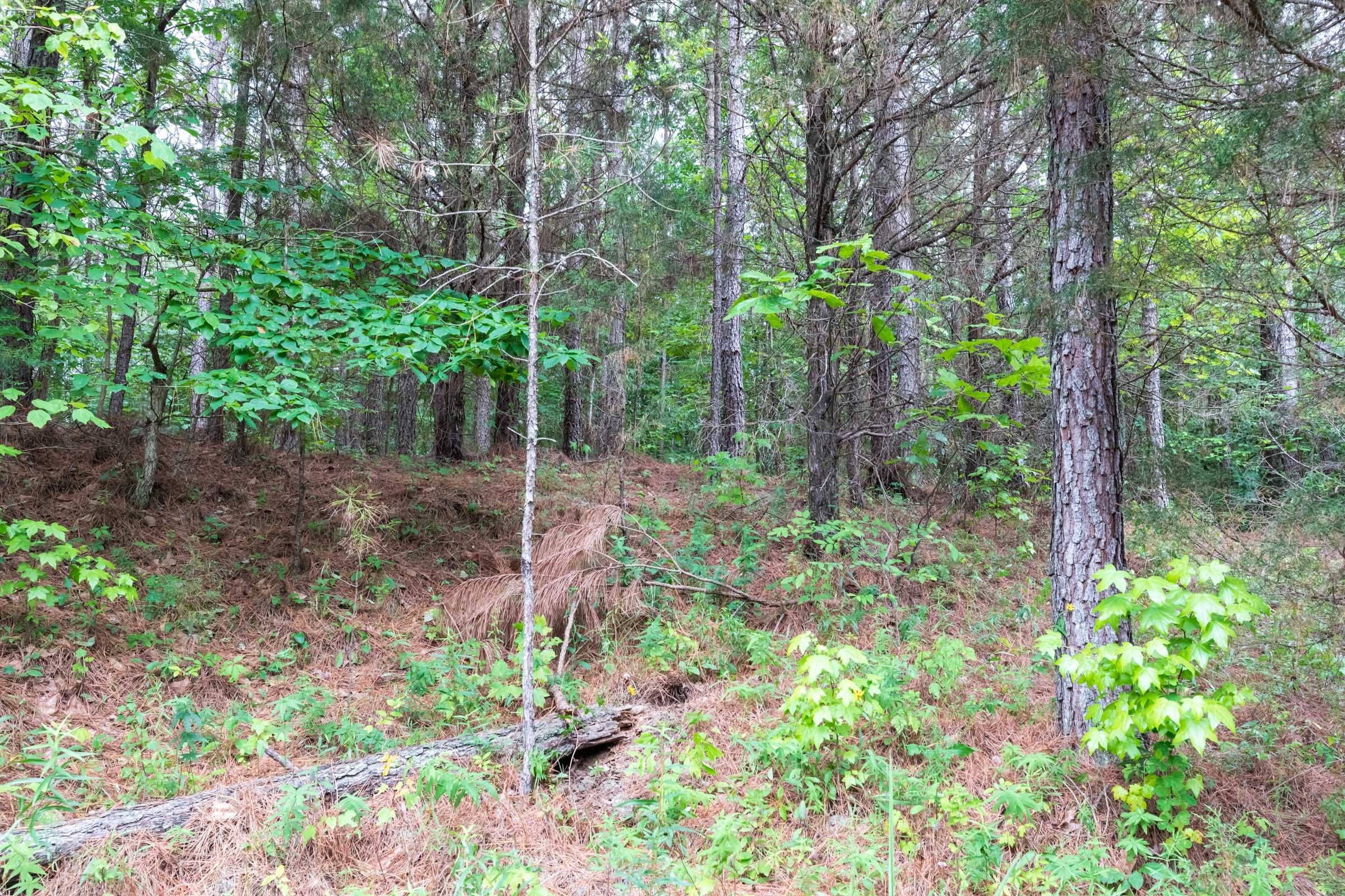 Whiskey Ridge Tract 38 photo 4