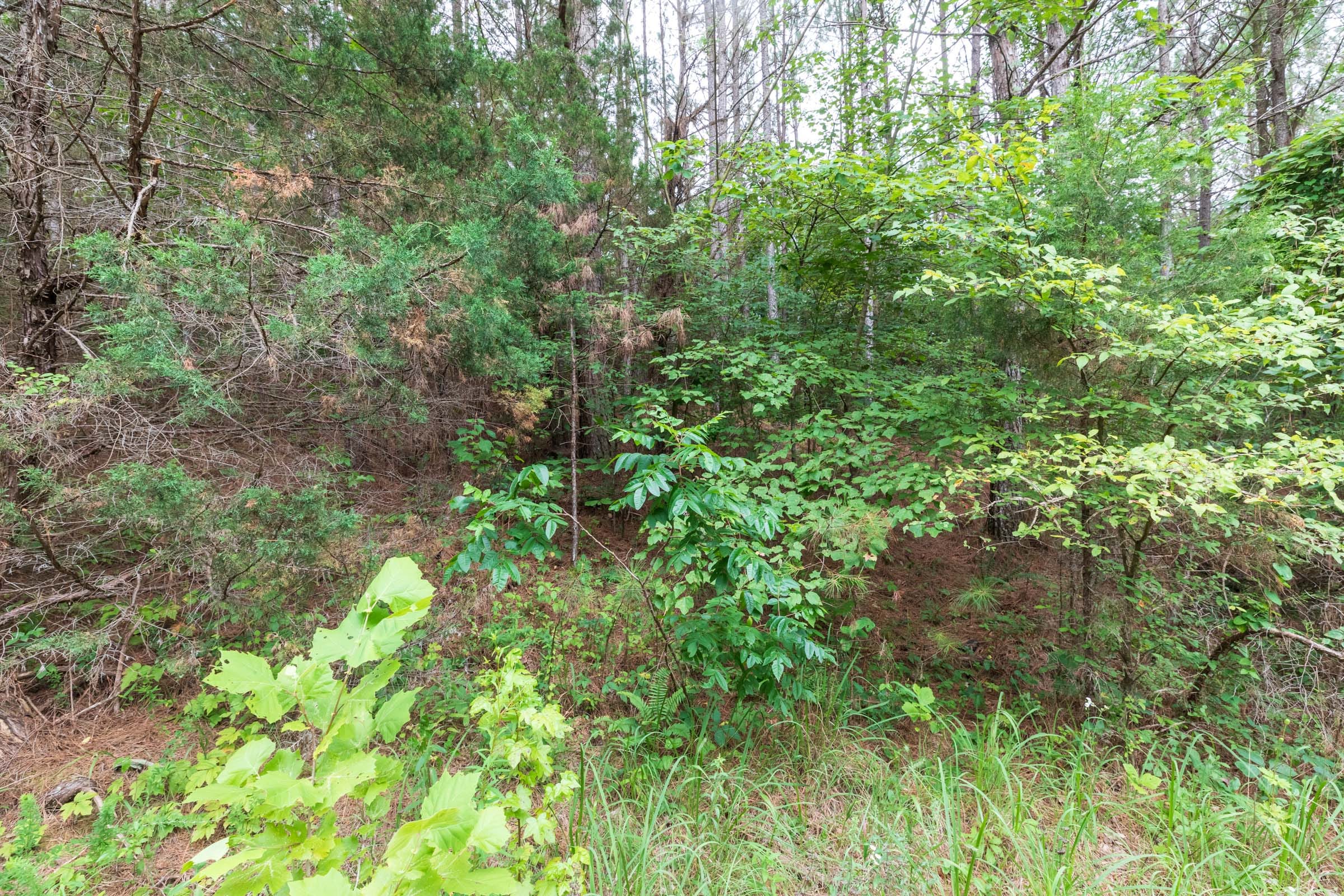 Whiskey Ridge Tract 38 photo 5