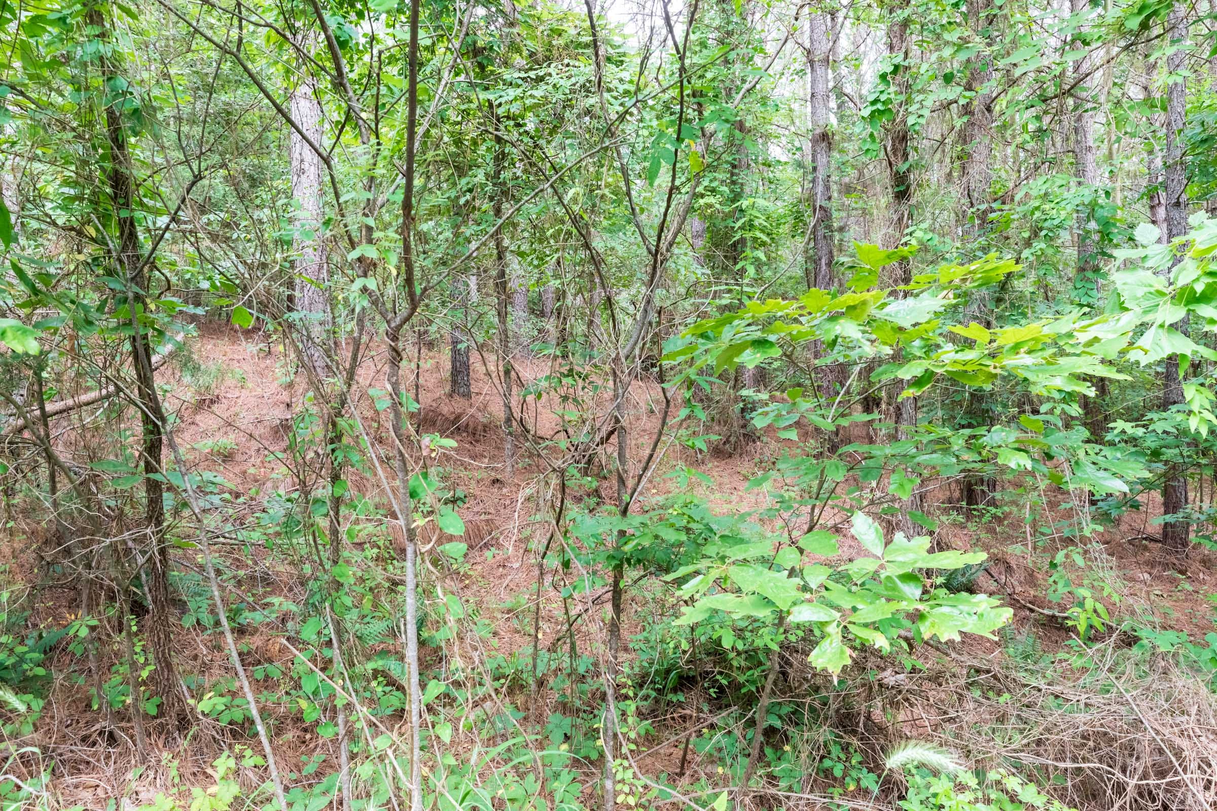 Whiskey Ridge Tract 38 photo 7
