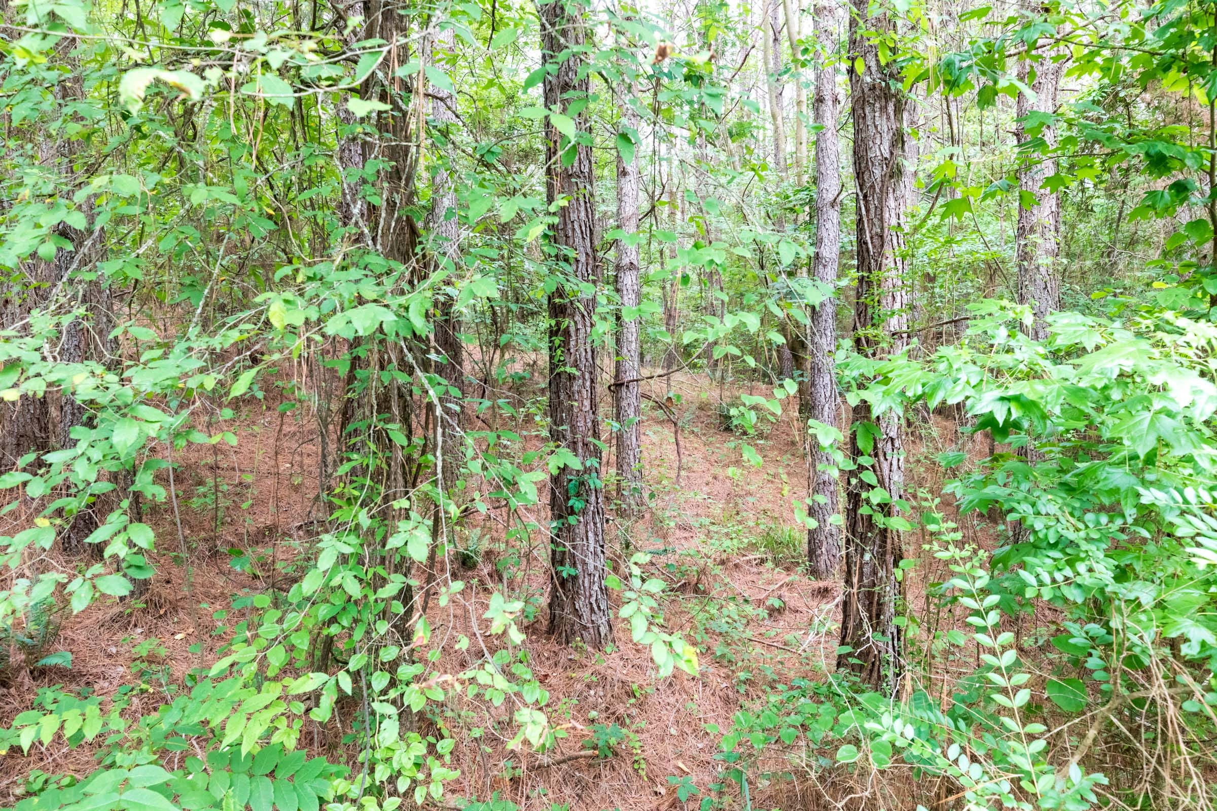 Whiskey Ridge Tract 38 photo 1